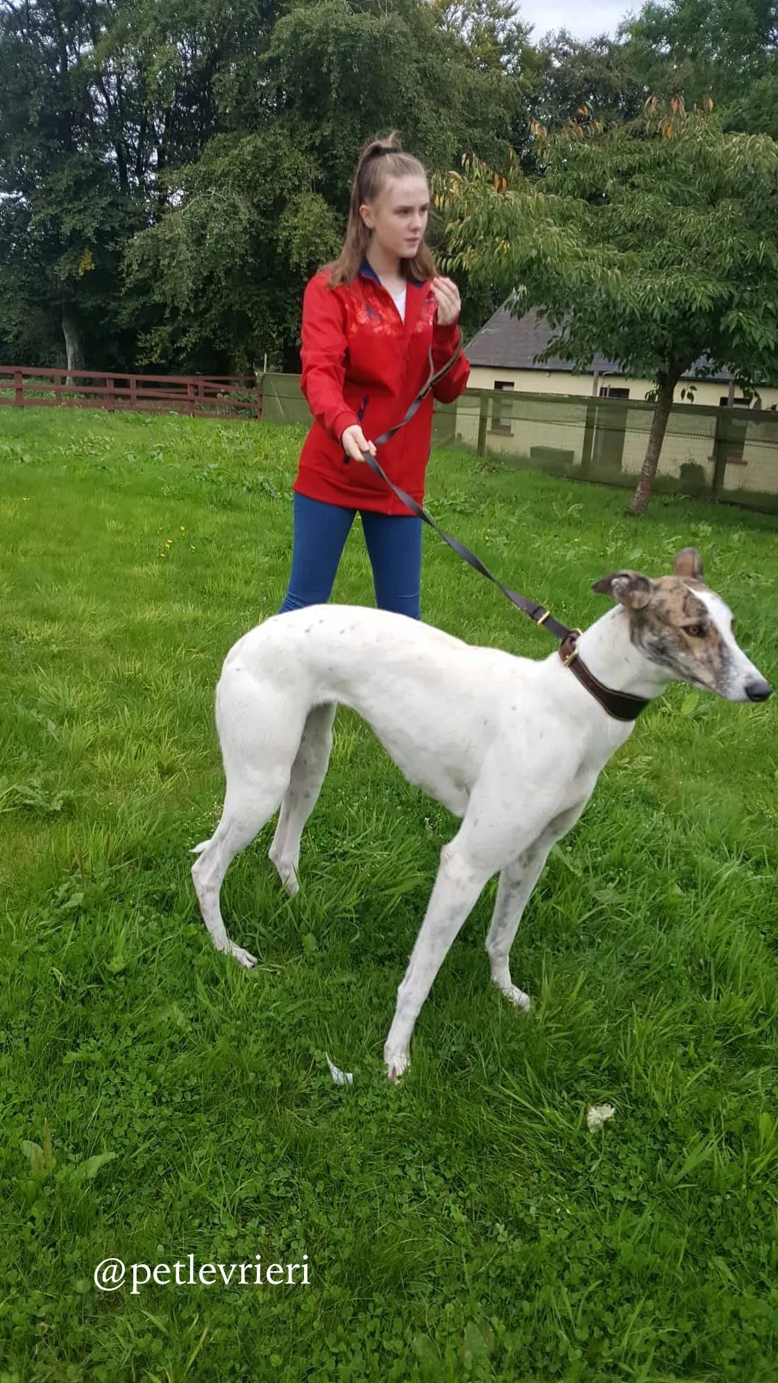 10 deva adozione greyhound