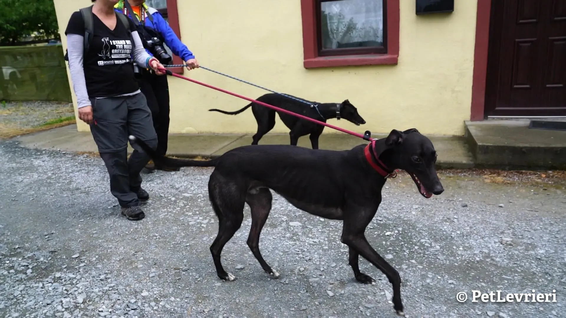 10 ed adozione levrieri greyhound