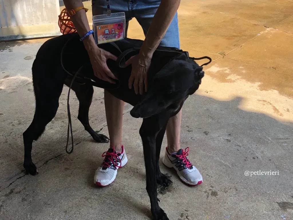 10 fear the beat adozione greyhound macao