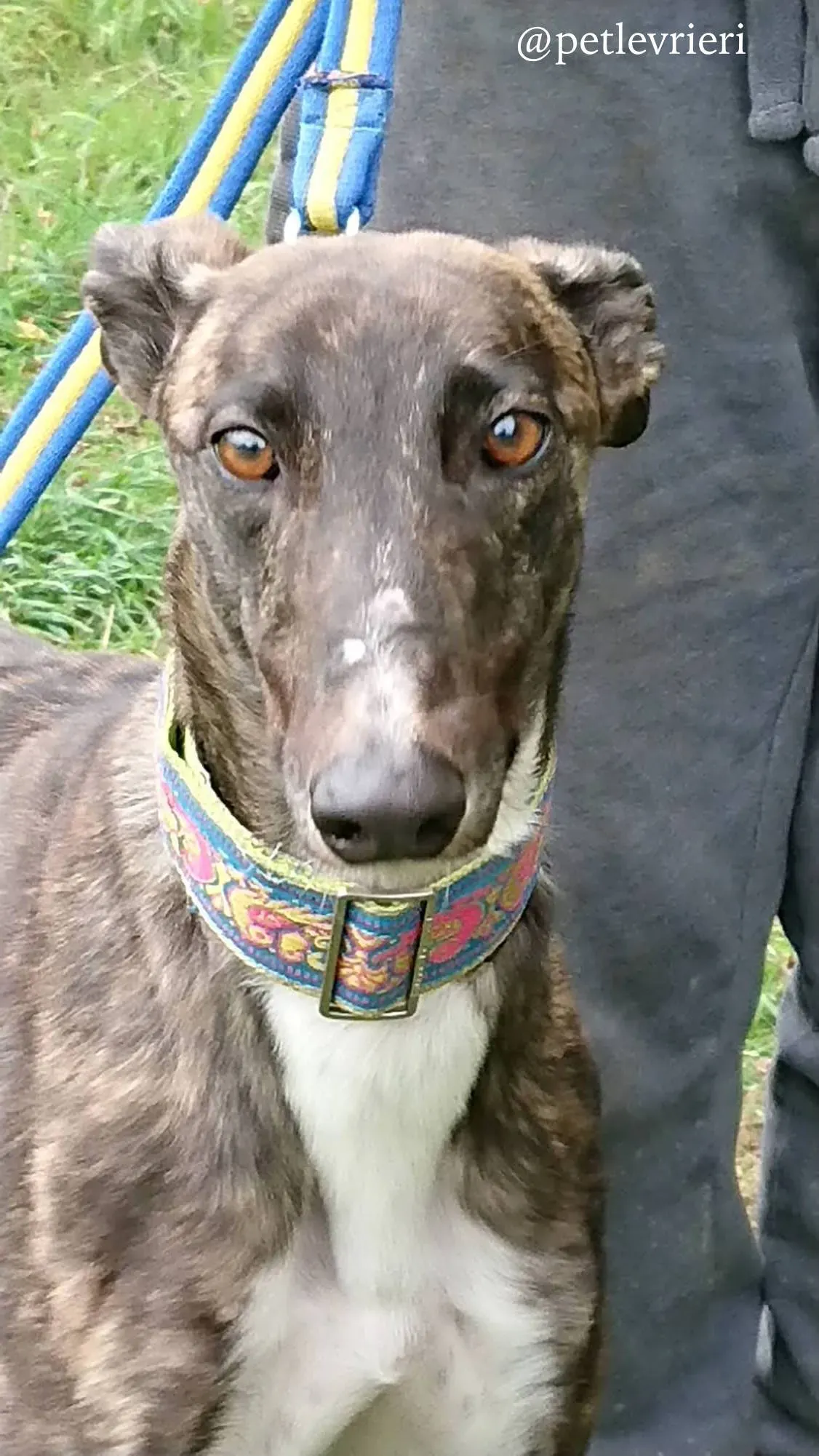 10 femi adozione levrieri greyhound