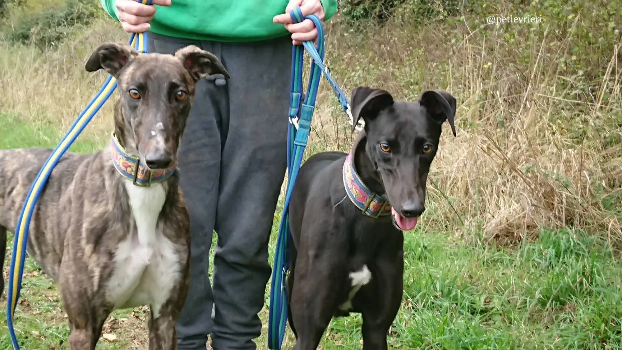 10 folami adozione levrieri greyhound