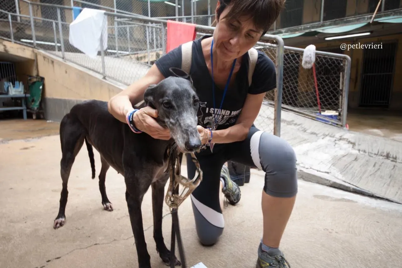 10 full house adozione greyhound macao