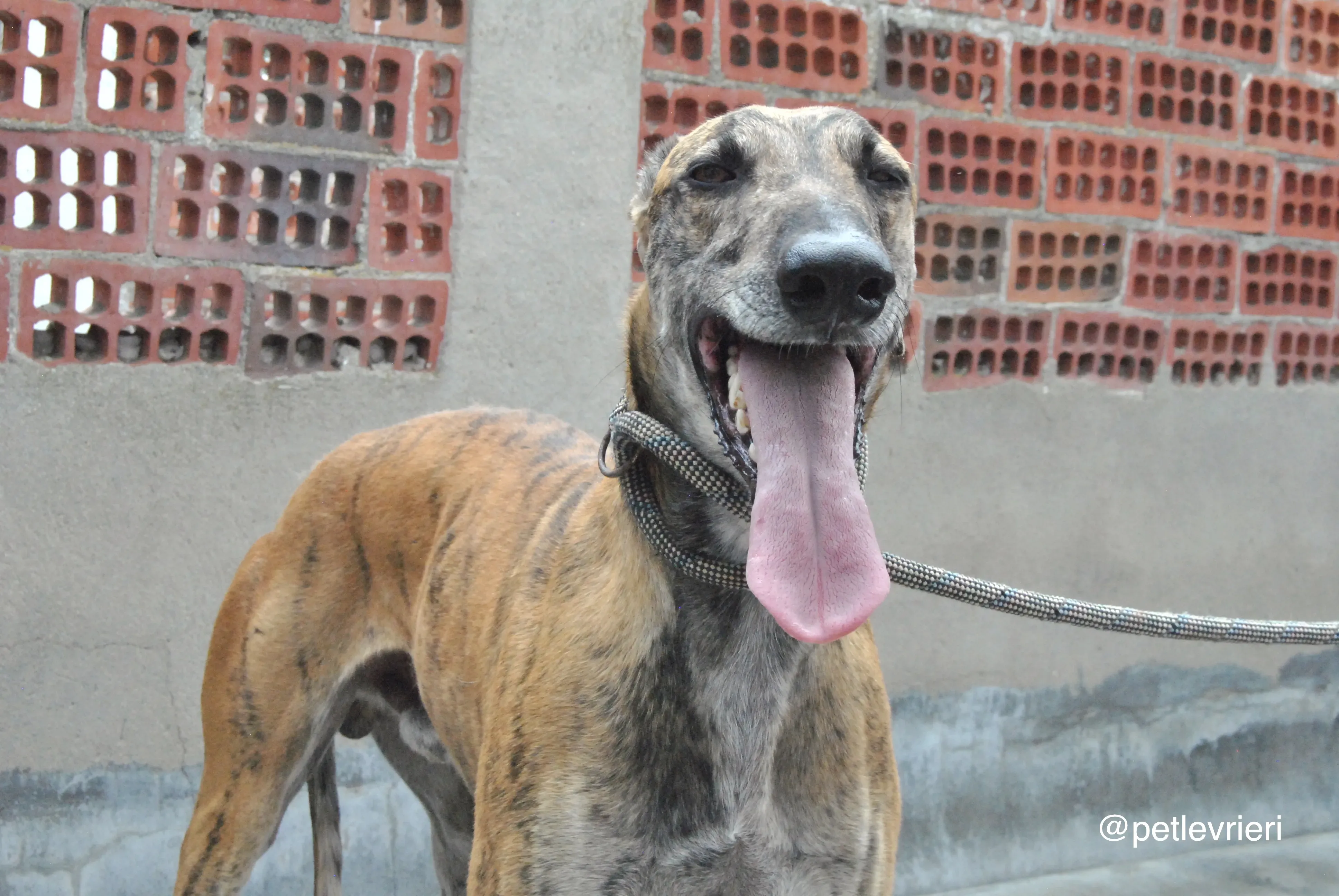 10 furia adozione levrieri galgo 1