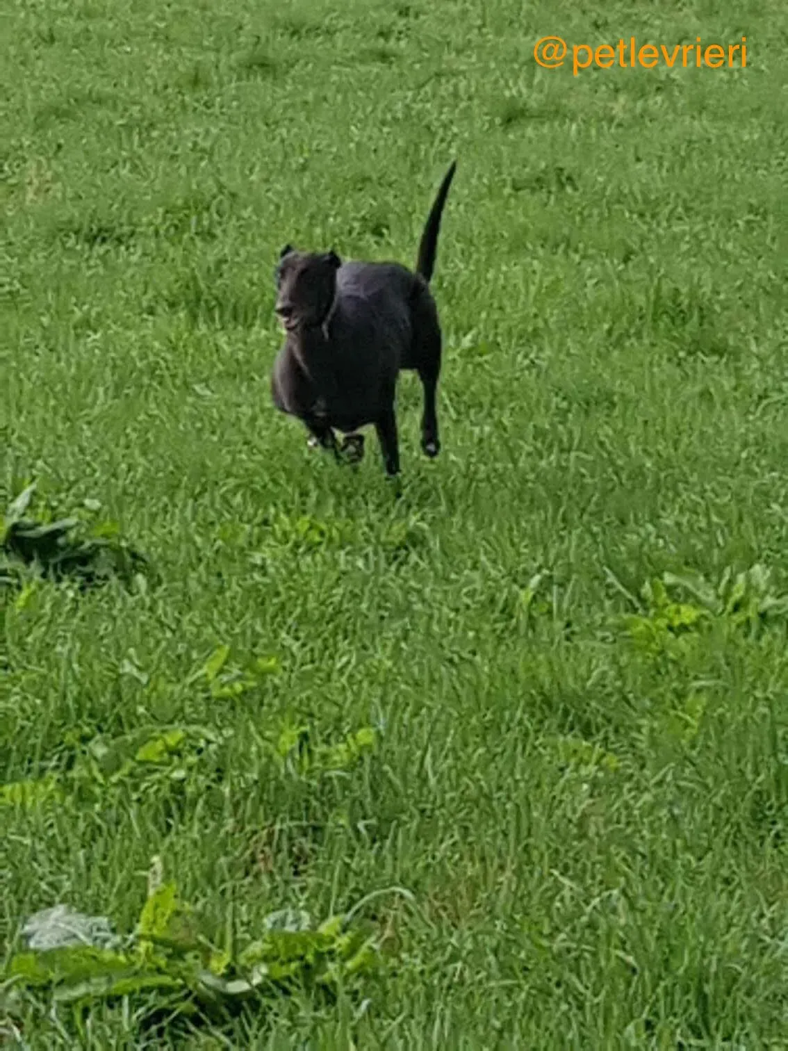 10 halla adozione levrieri greyhound