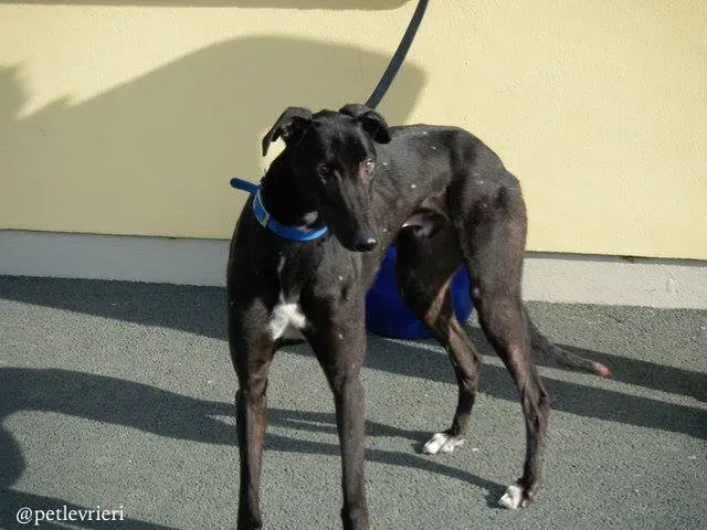 10 high mantenace adozione greyhound macao