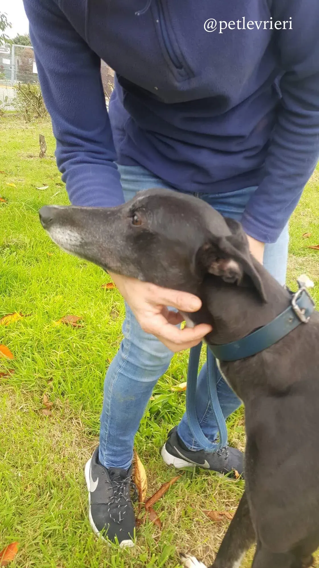 10 hilary adozione levrieri greyhound