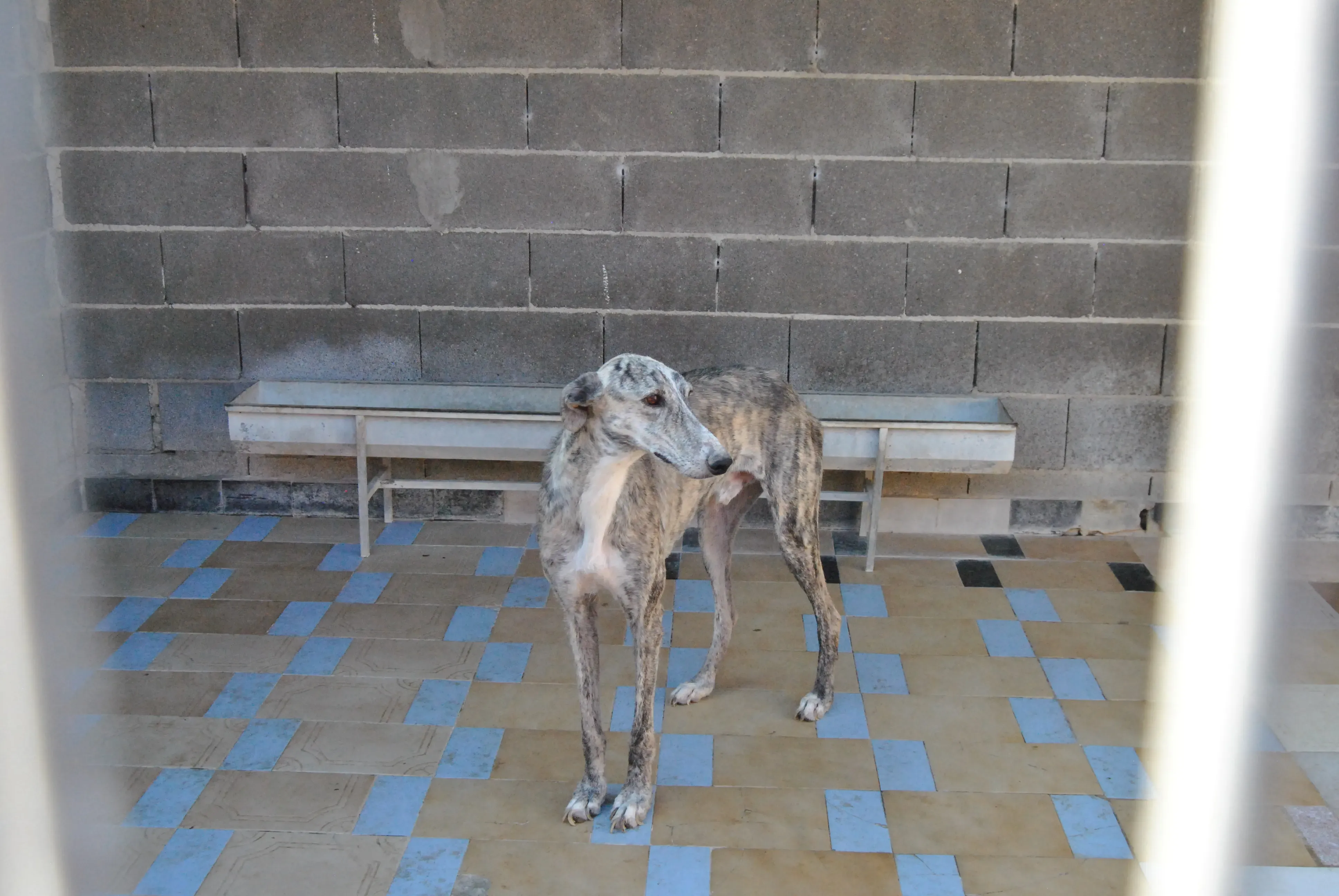 10 hispano adozione levrieri galgo