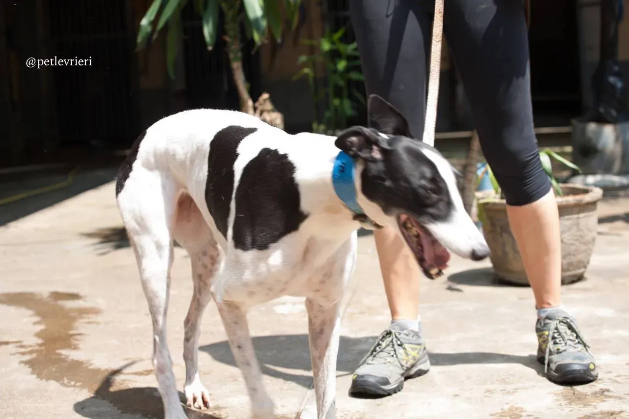 10 huntress adozione greyhound macao