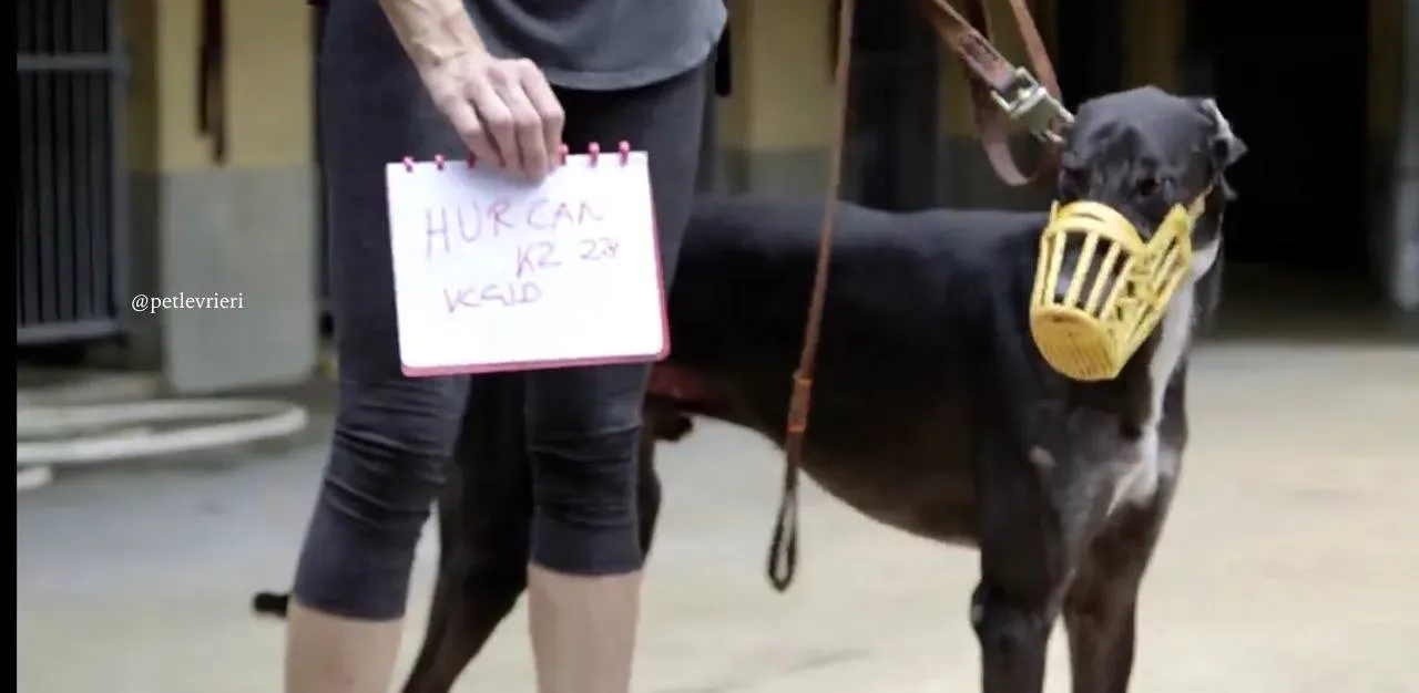 10 hurcan adozione greyhound macao