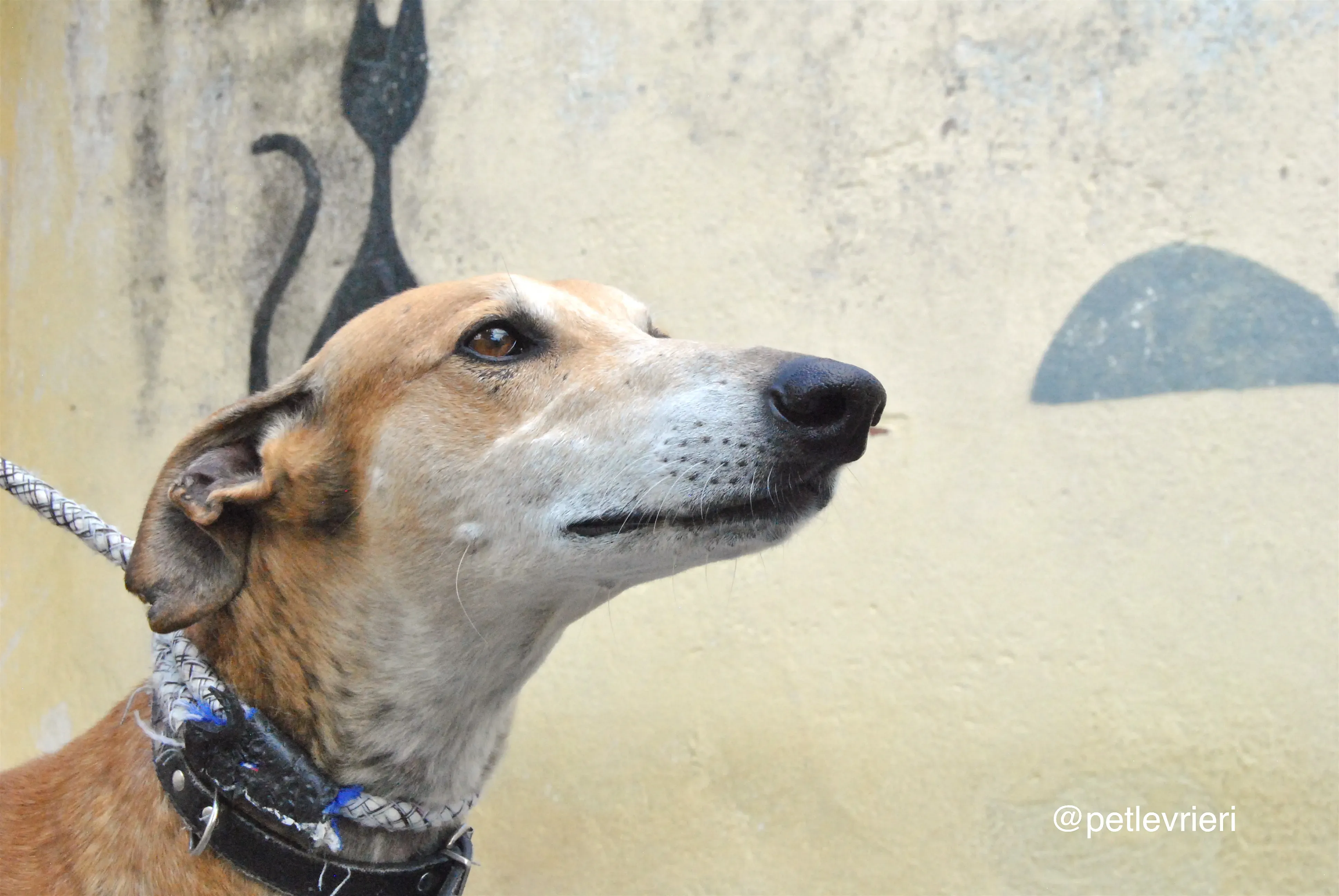 10 imperio adozione levrieri galgo