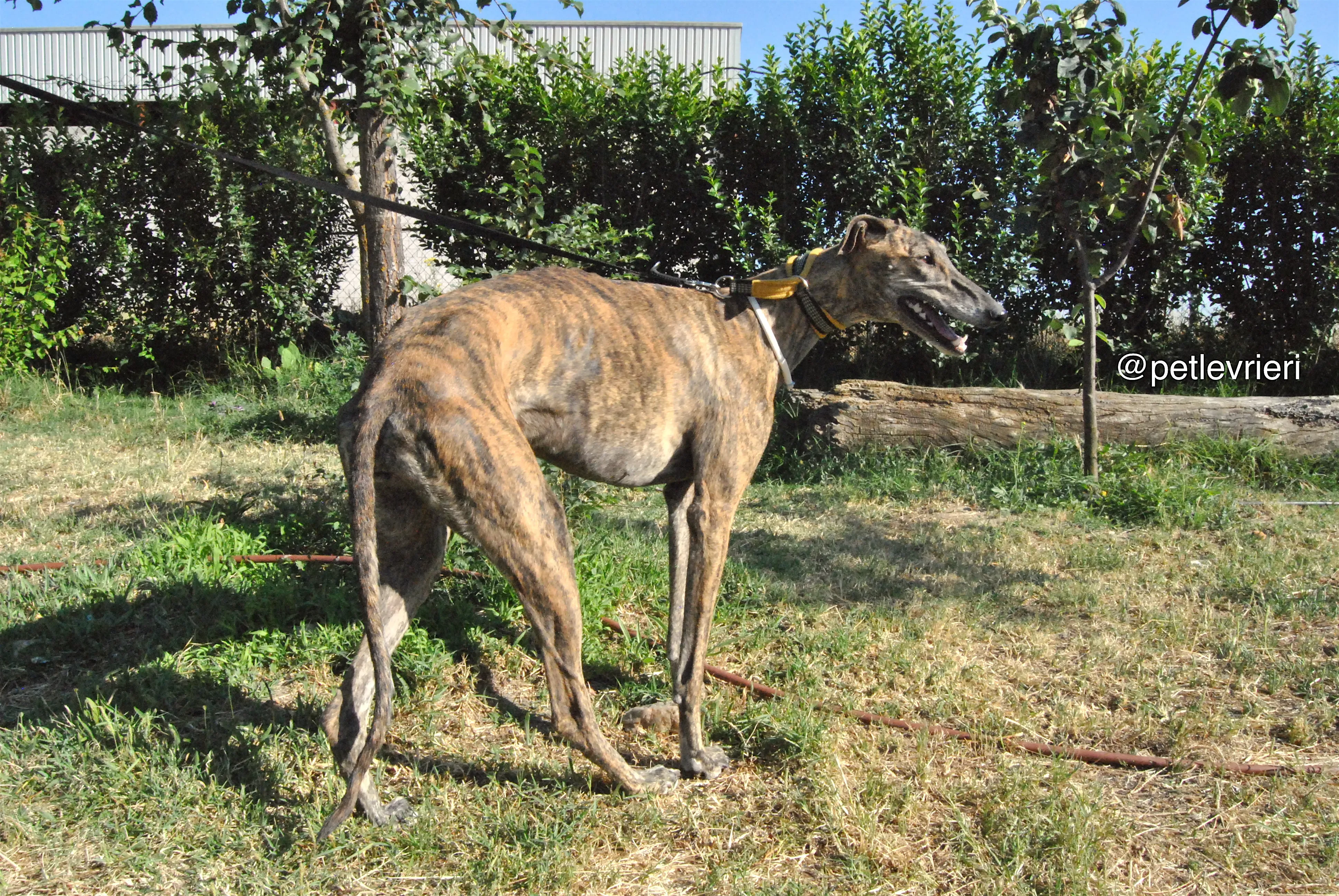 10 jara adozione levrieri galgo 1