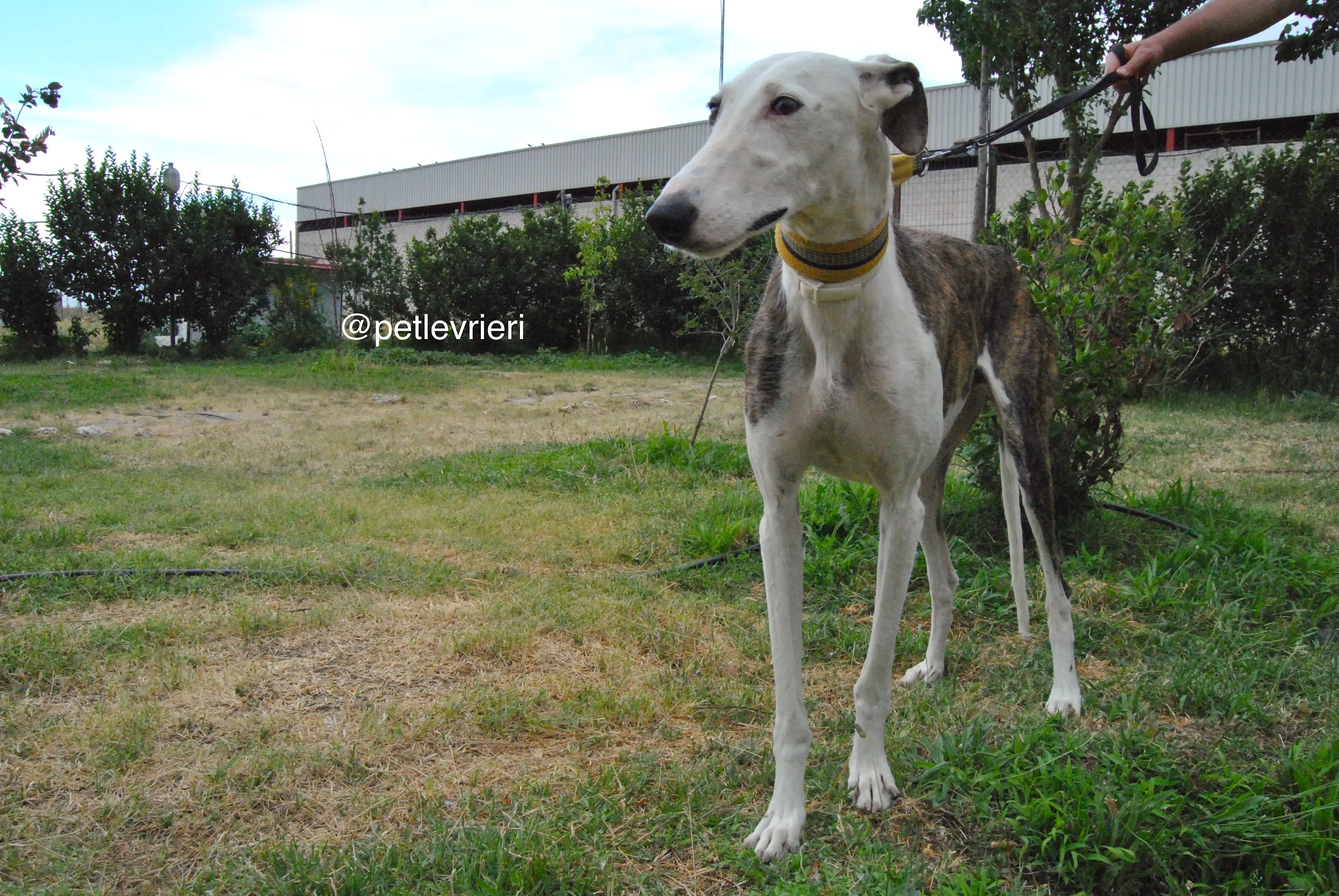 10 josua adozione levrieri galgo