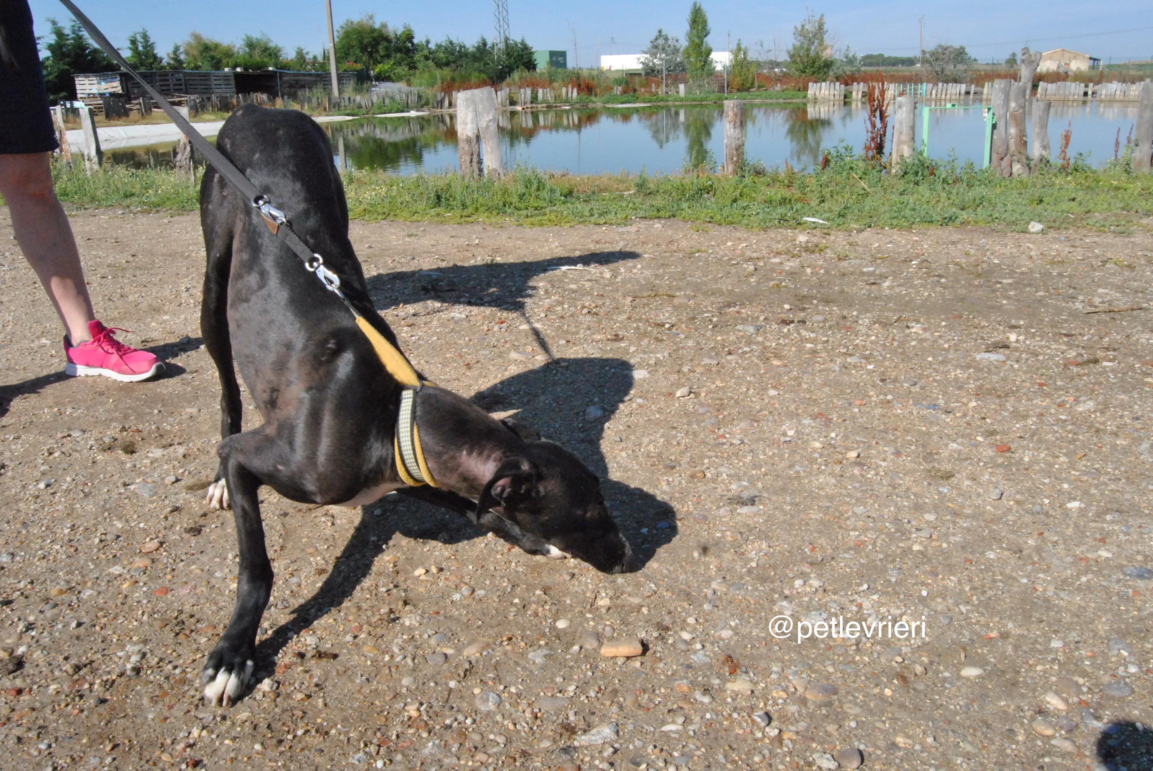 10 lacompleta adozione levrieri galgo