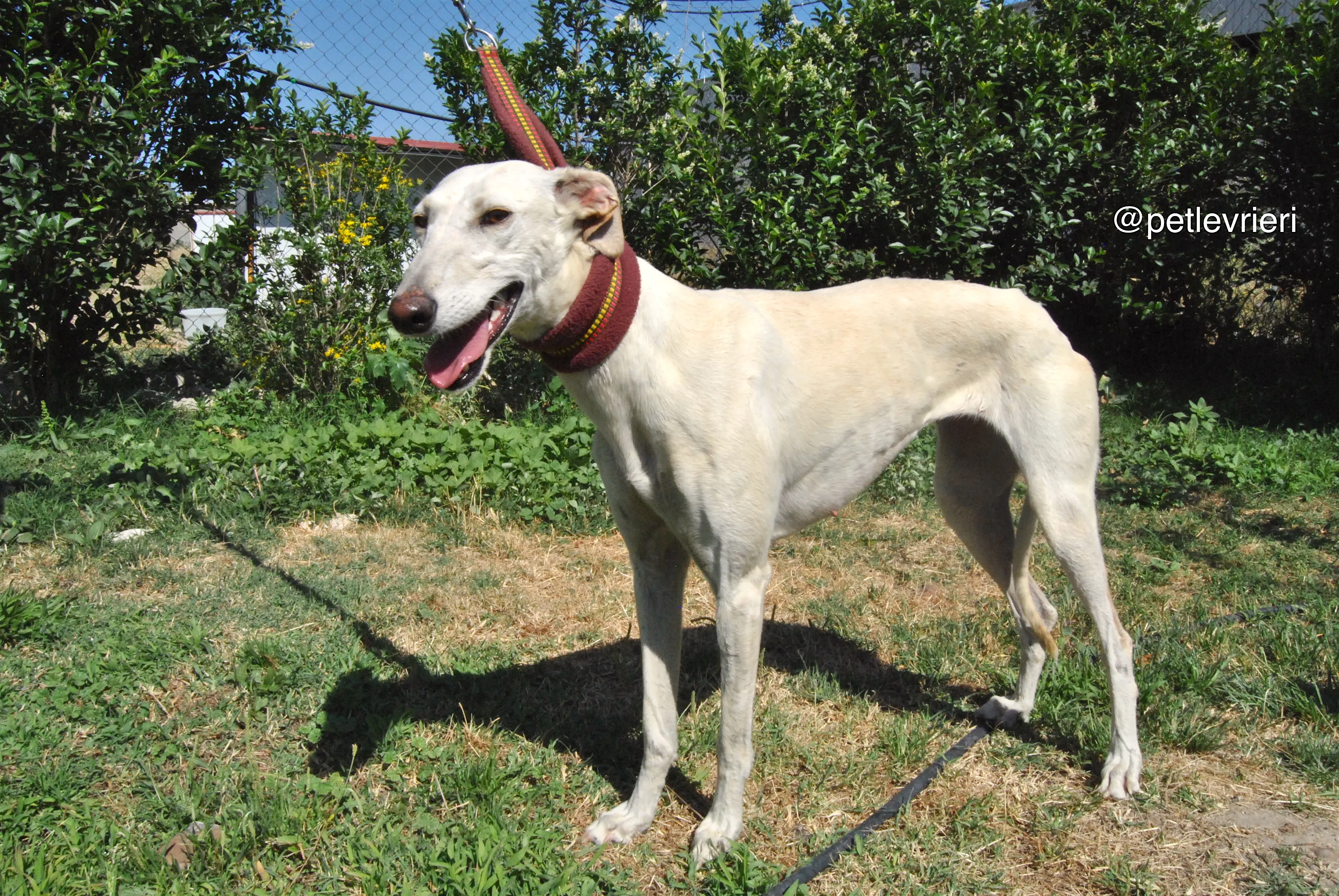10 laila adozione levrieri galgo