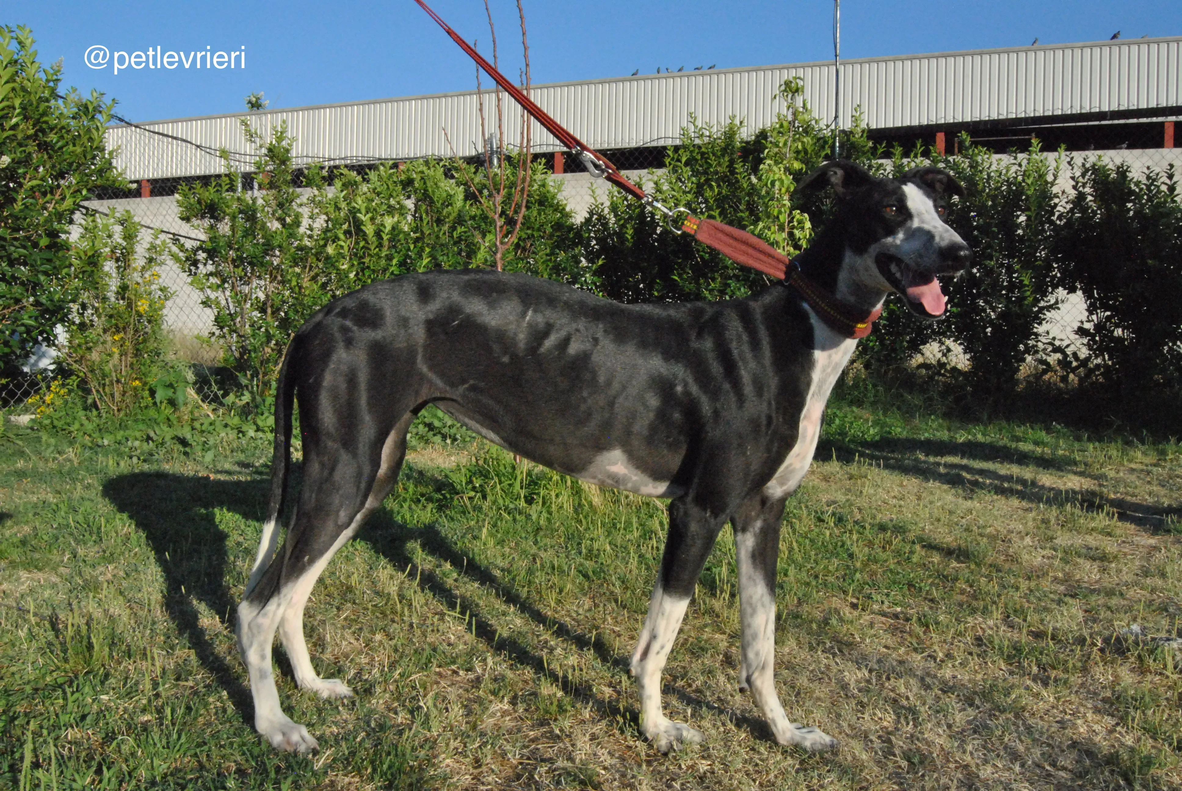 10 lili adozione levrieri galgo