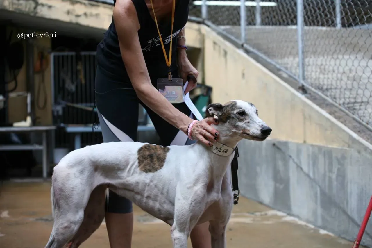 10 lucky fortune adozione greyhound macao