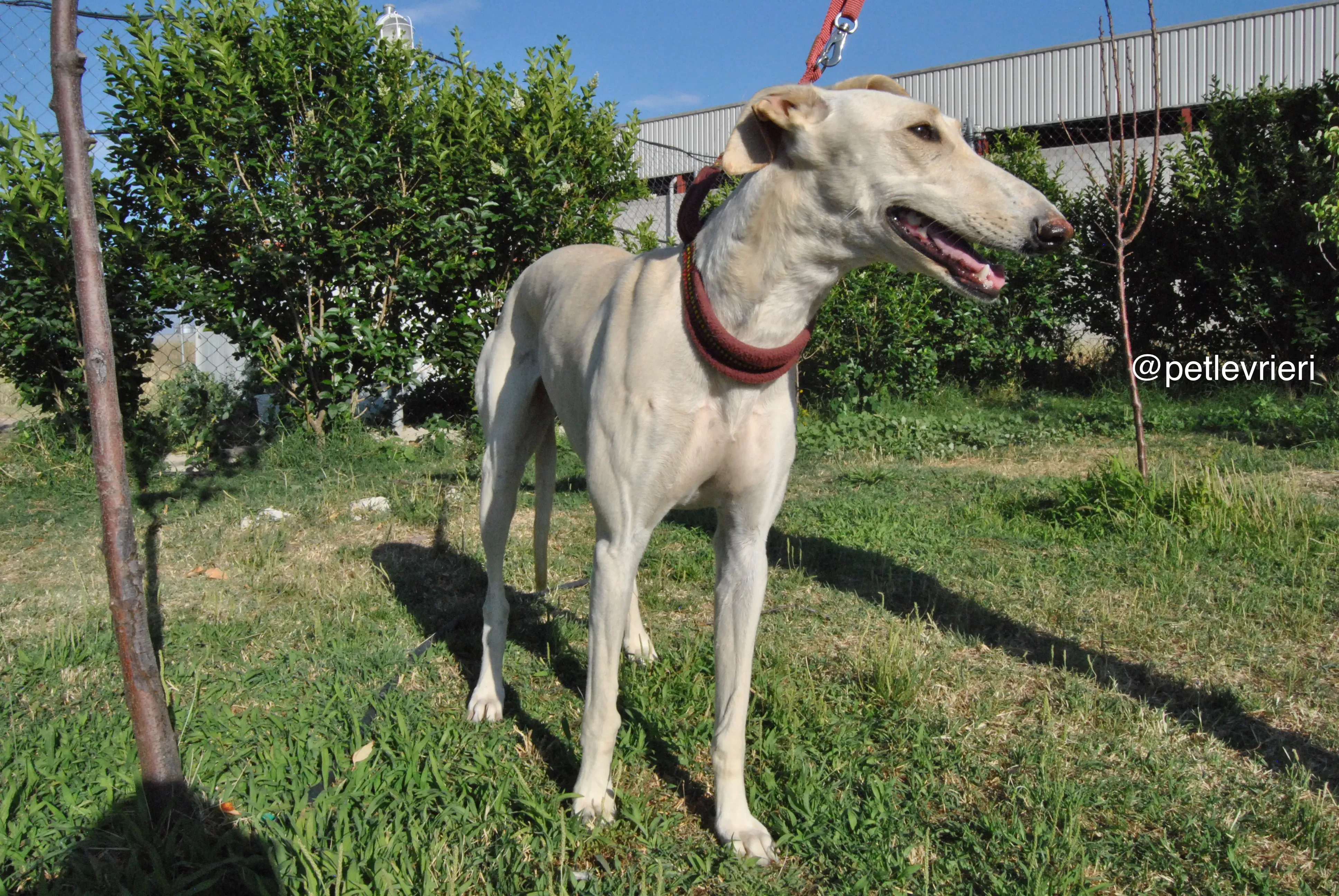 10 mari adozione levrieri galgo