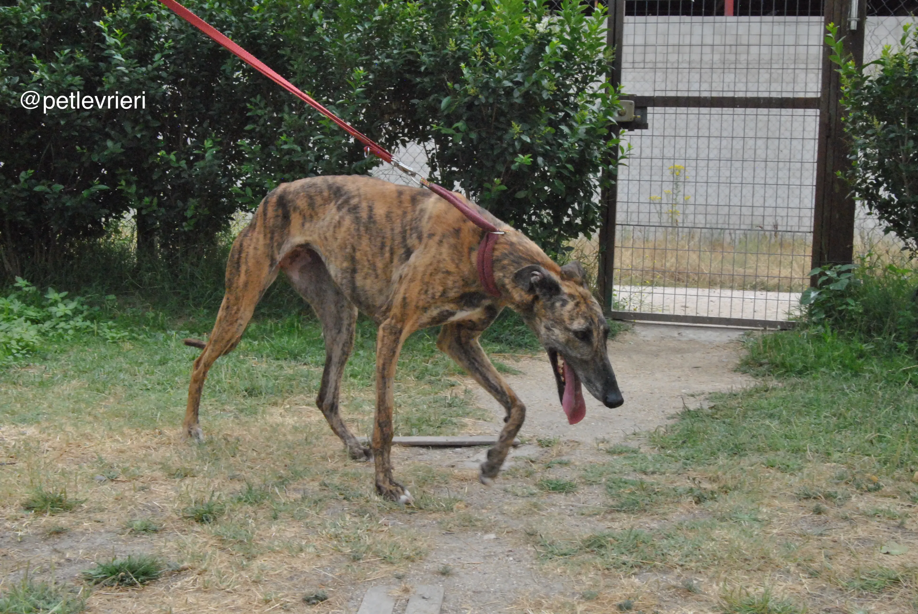 10 meribel adozione levrieri galgo