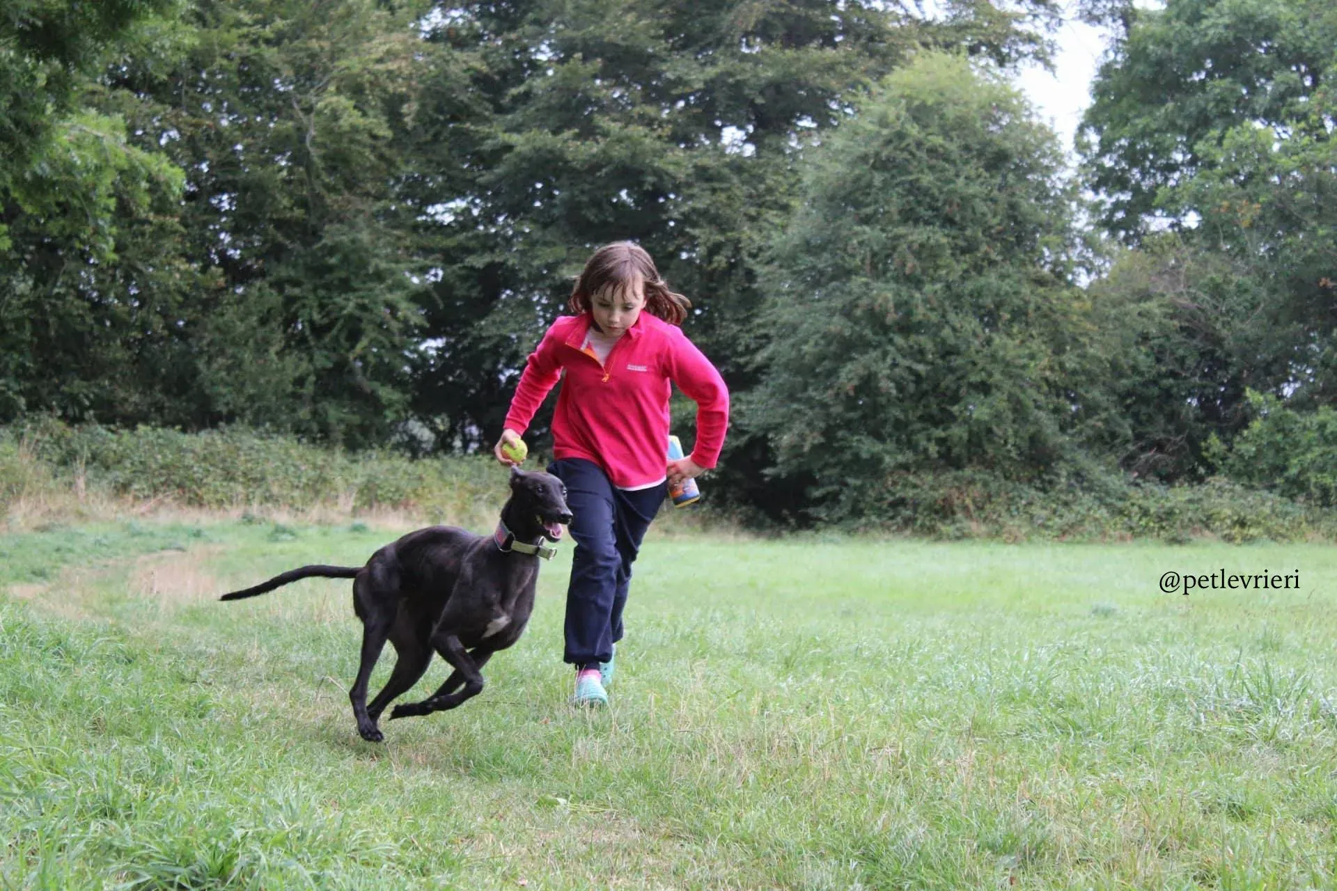 10 mignon adozione levrieri greyhound