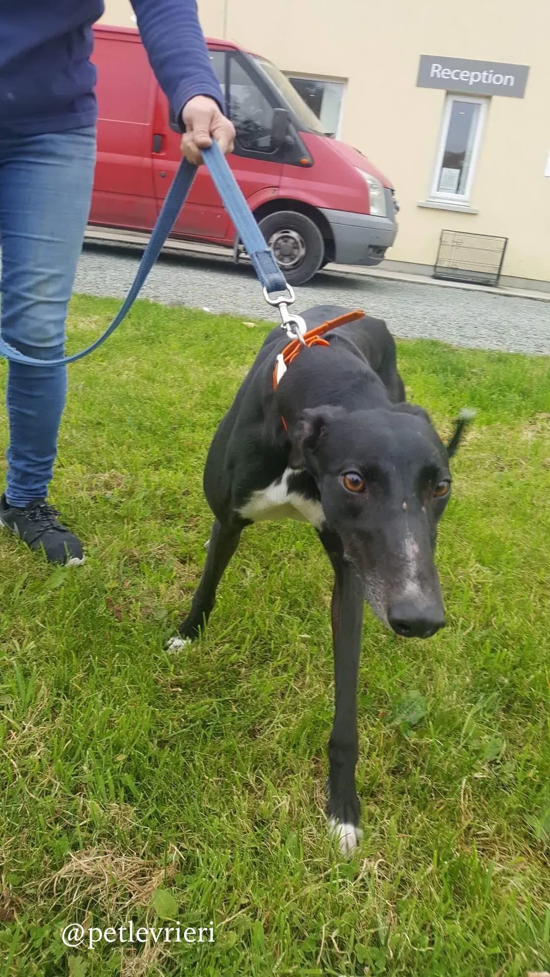 10 miss alice adozione levrieri greyhound