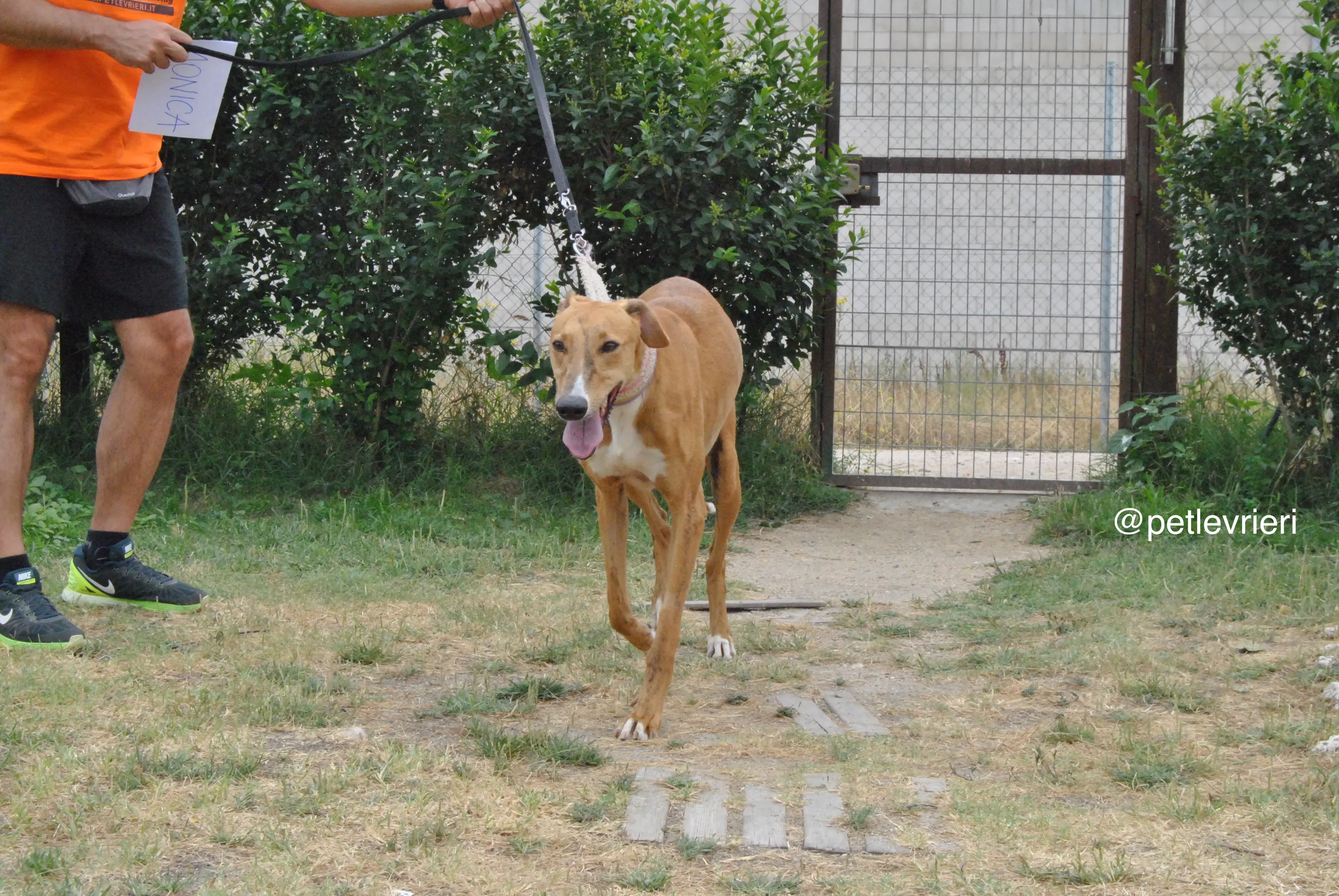 10 monica adozione levrieri galgo