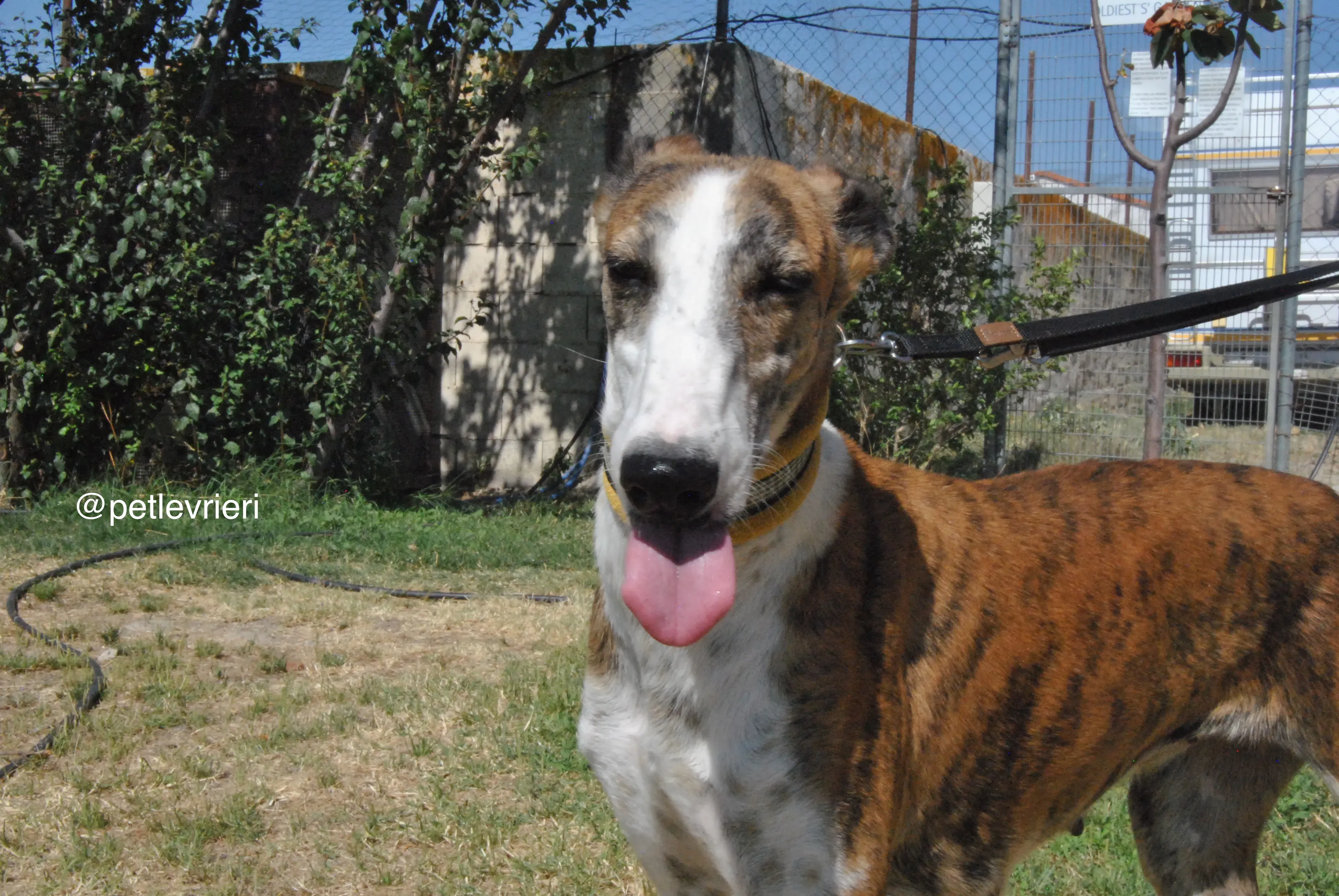 10 mumush adozione levrieri galgo