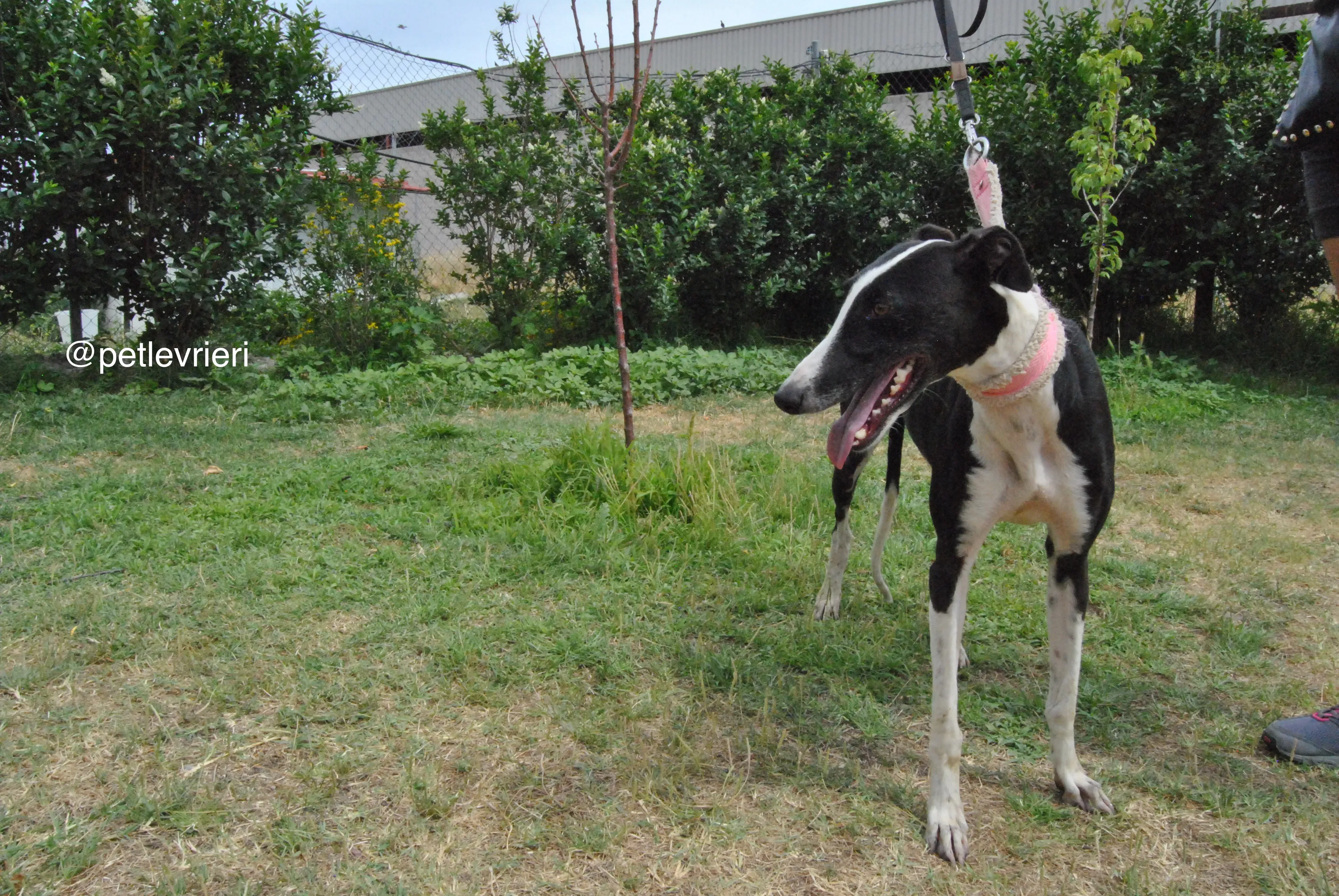 10 olga katarina adozione levrieri galgo