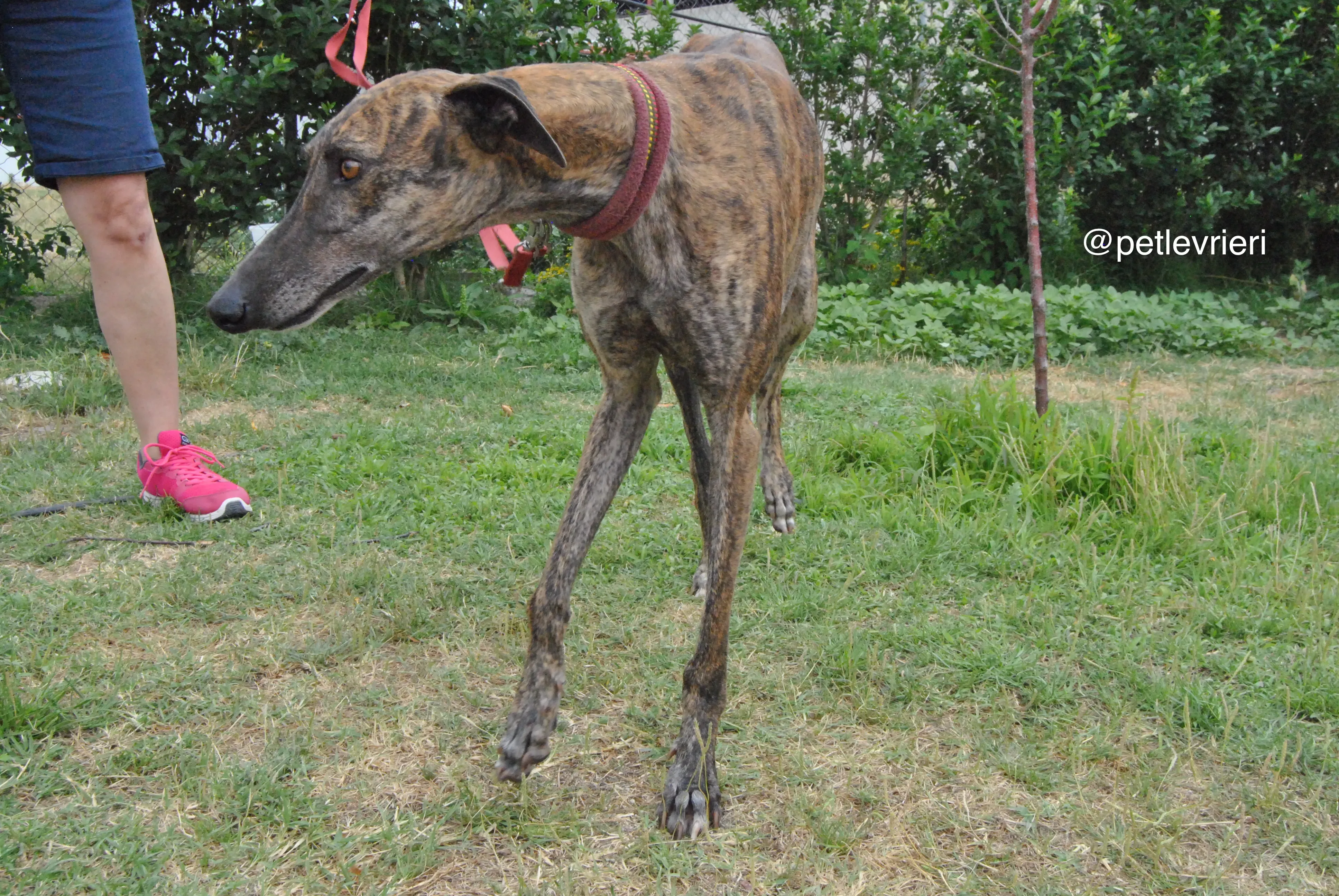 10 orion adozione levrieri galgo