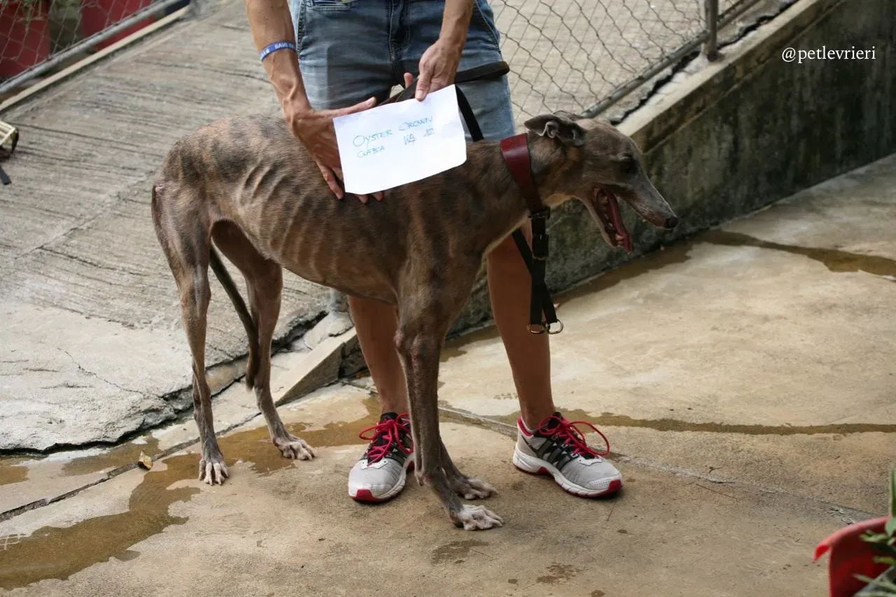 10 oyster crown adozione greyhound macao