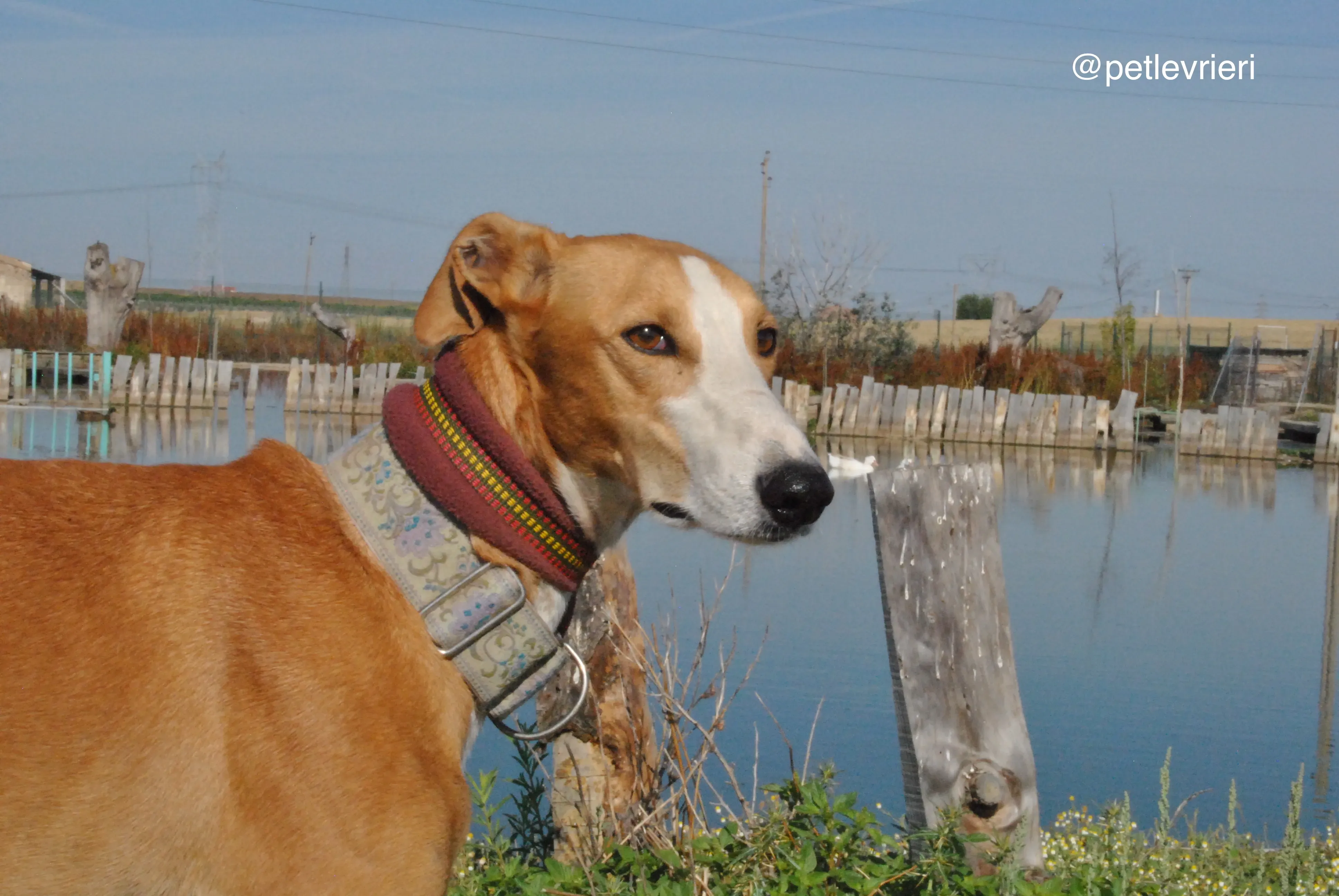 10 patas adozione levrieri galgo