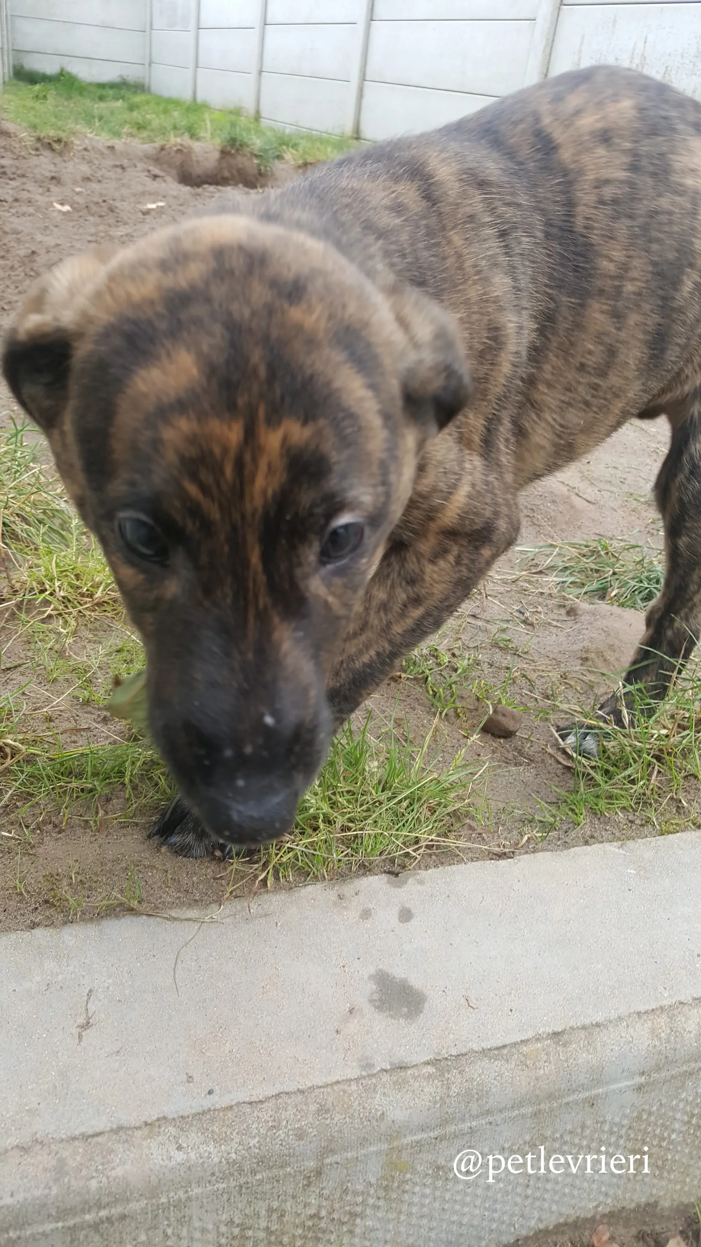 10 puppy adozione greyhound