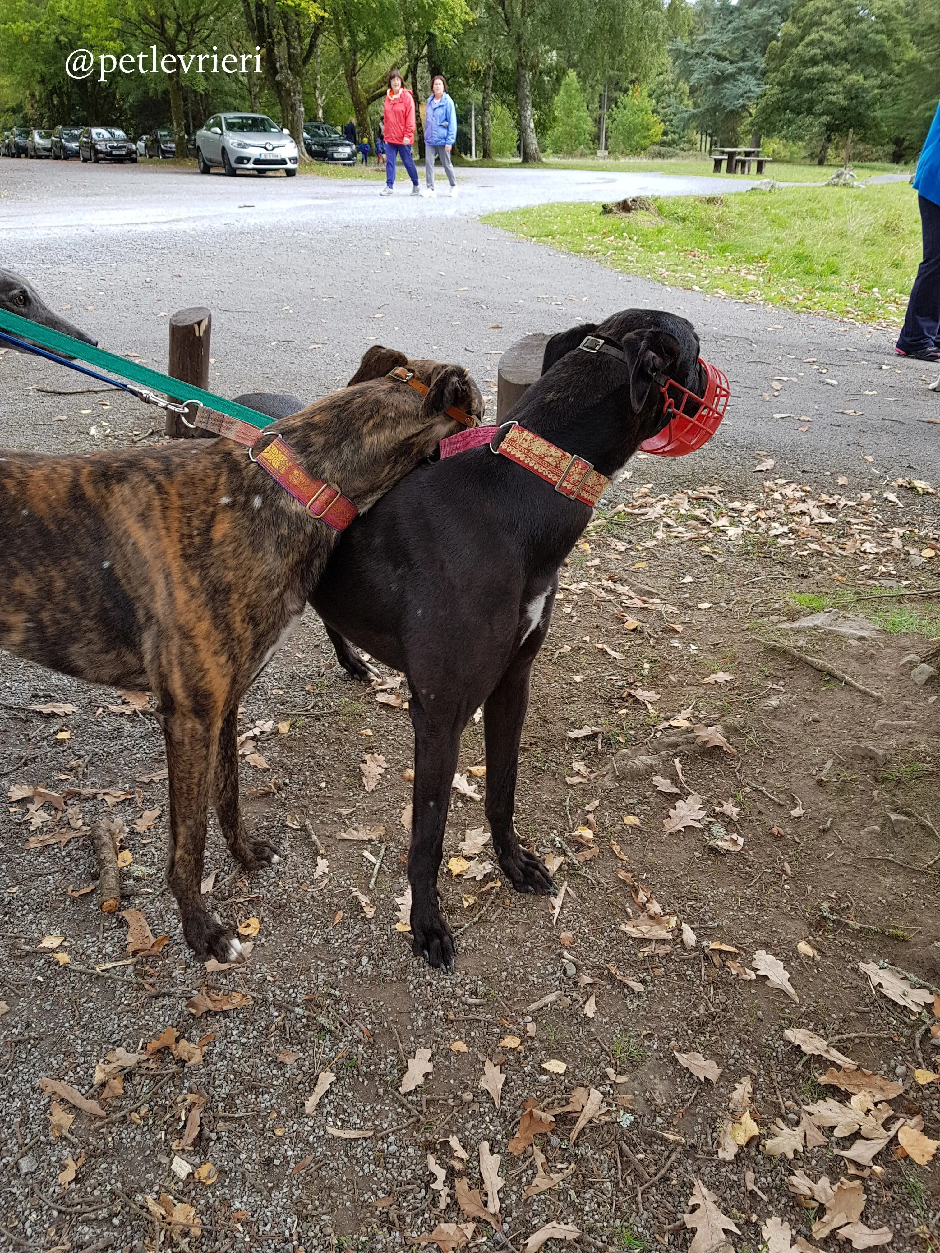 10 rodney adozione levrieri greyhound