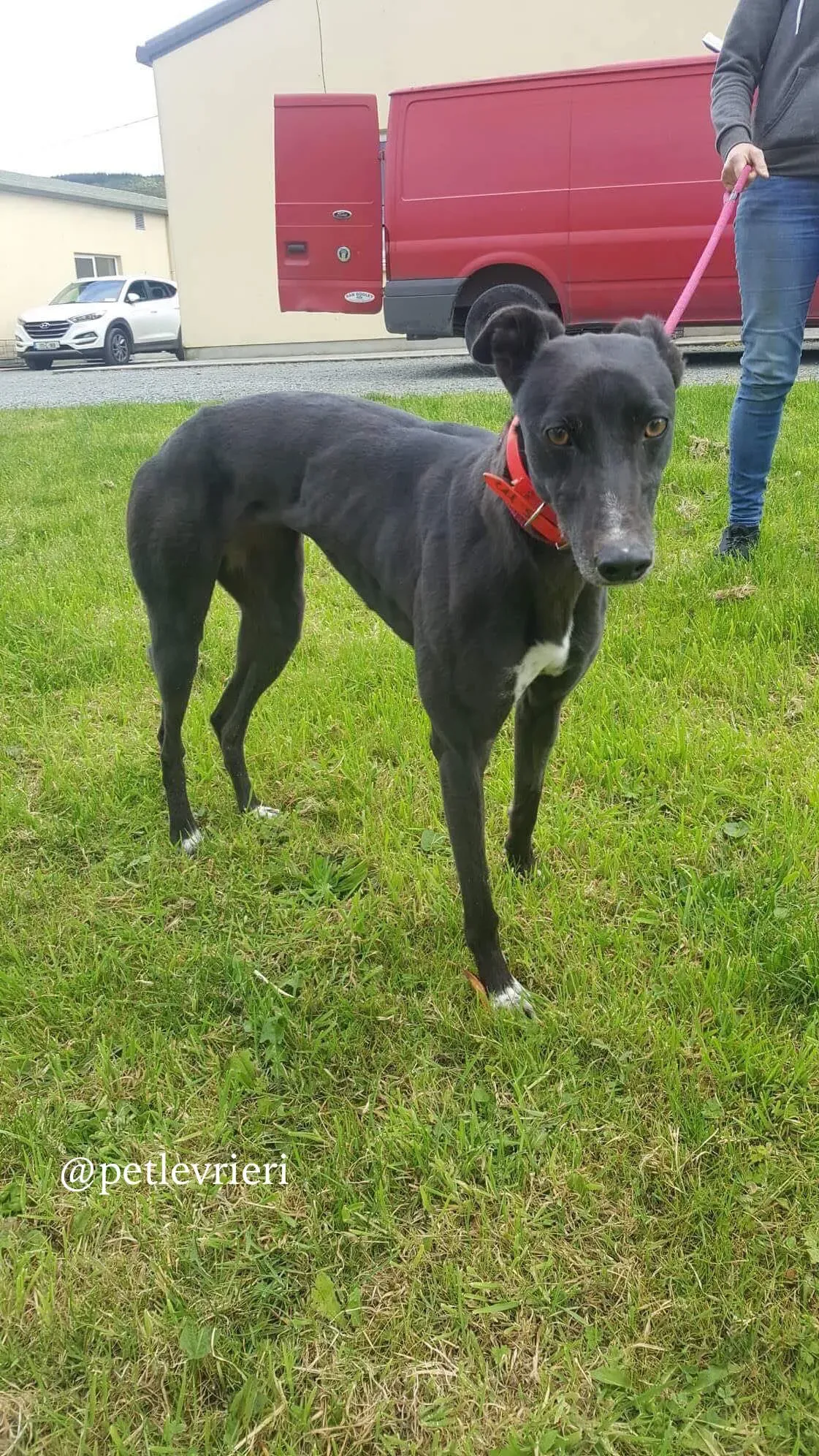 10 rosie adozione levrieri greyhound