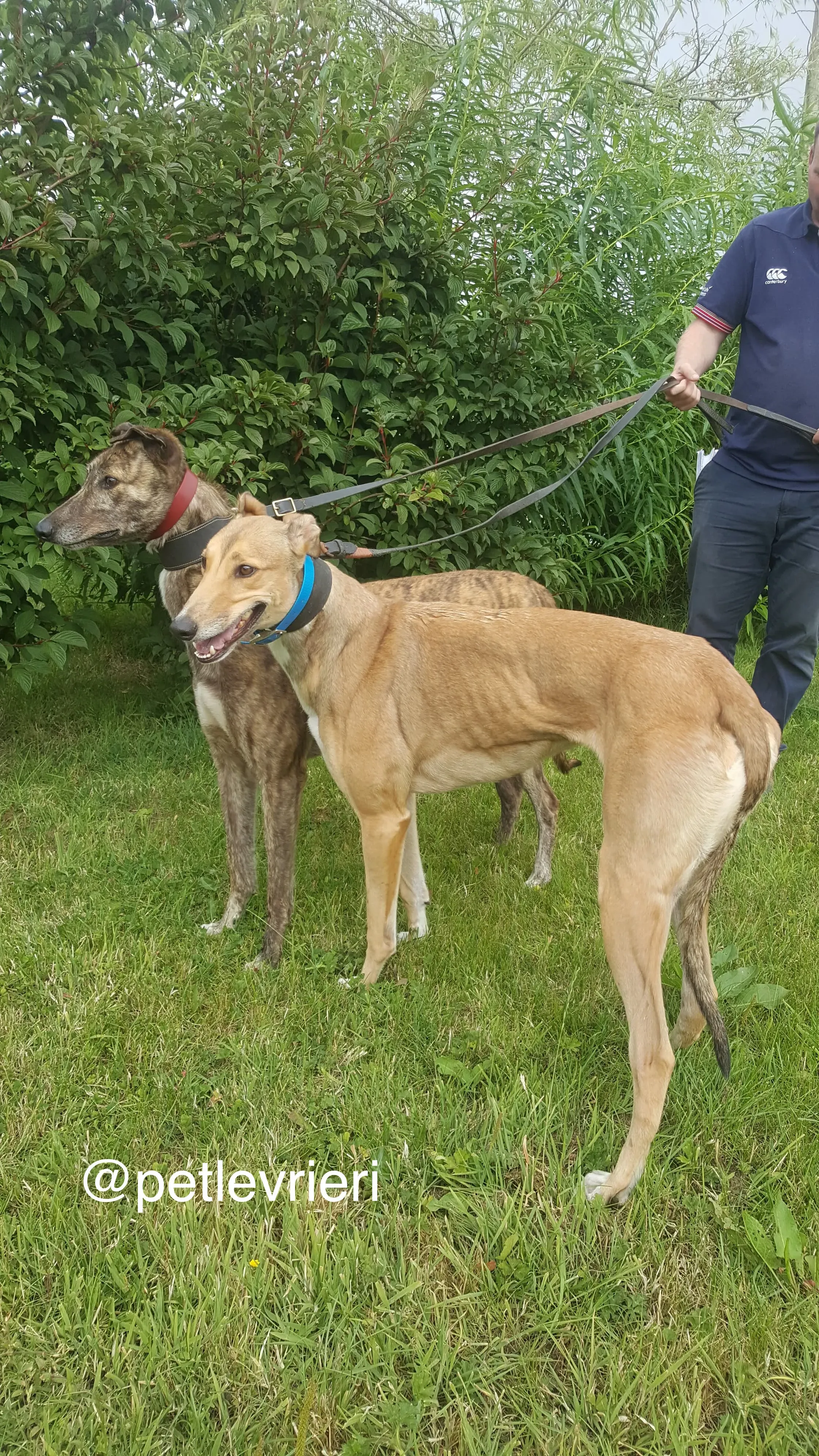 10 sandy adozione levrieri greyhound