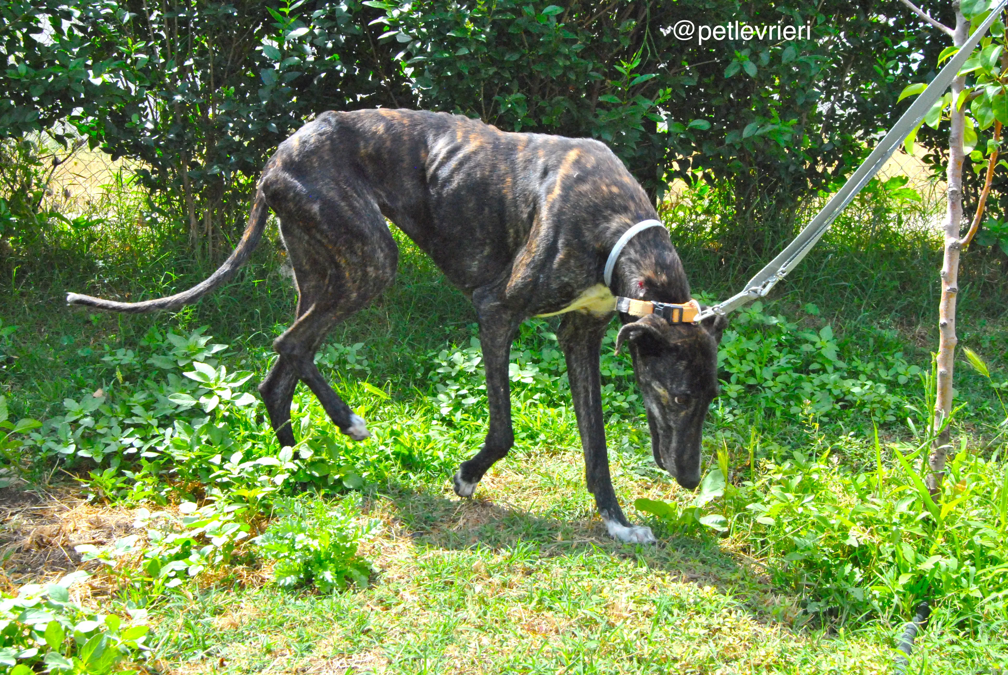 10 sasha adozione levrieri galgo 1