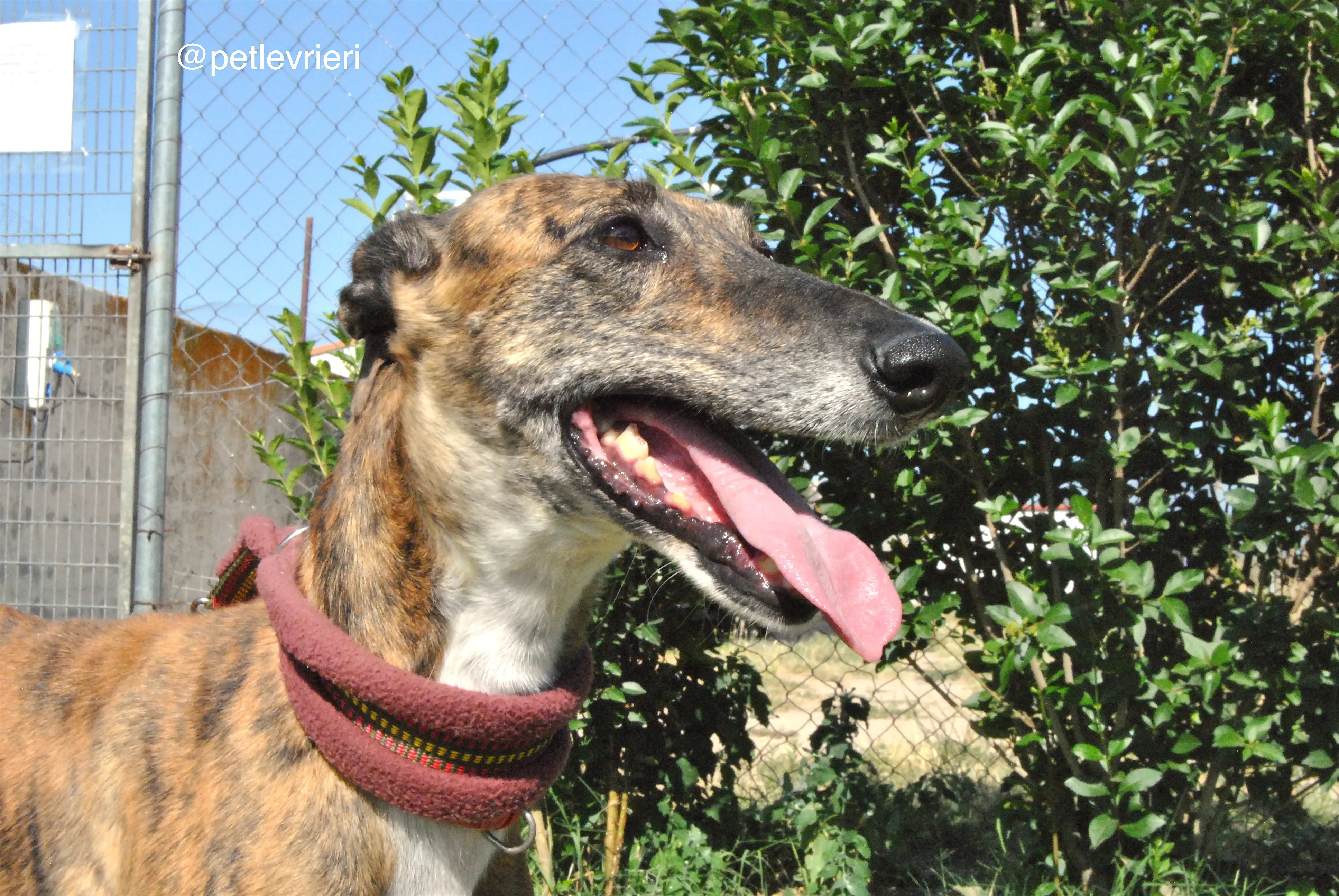 10 sevillana adozione levrieri galgo
