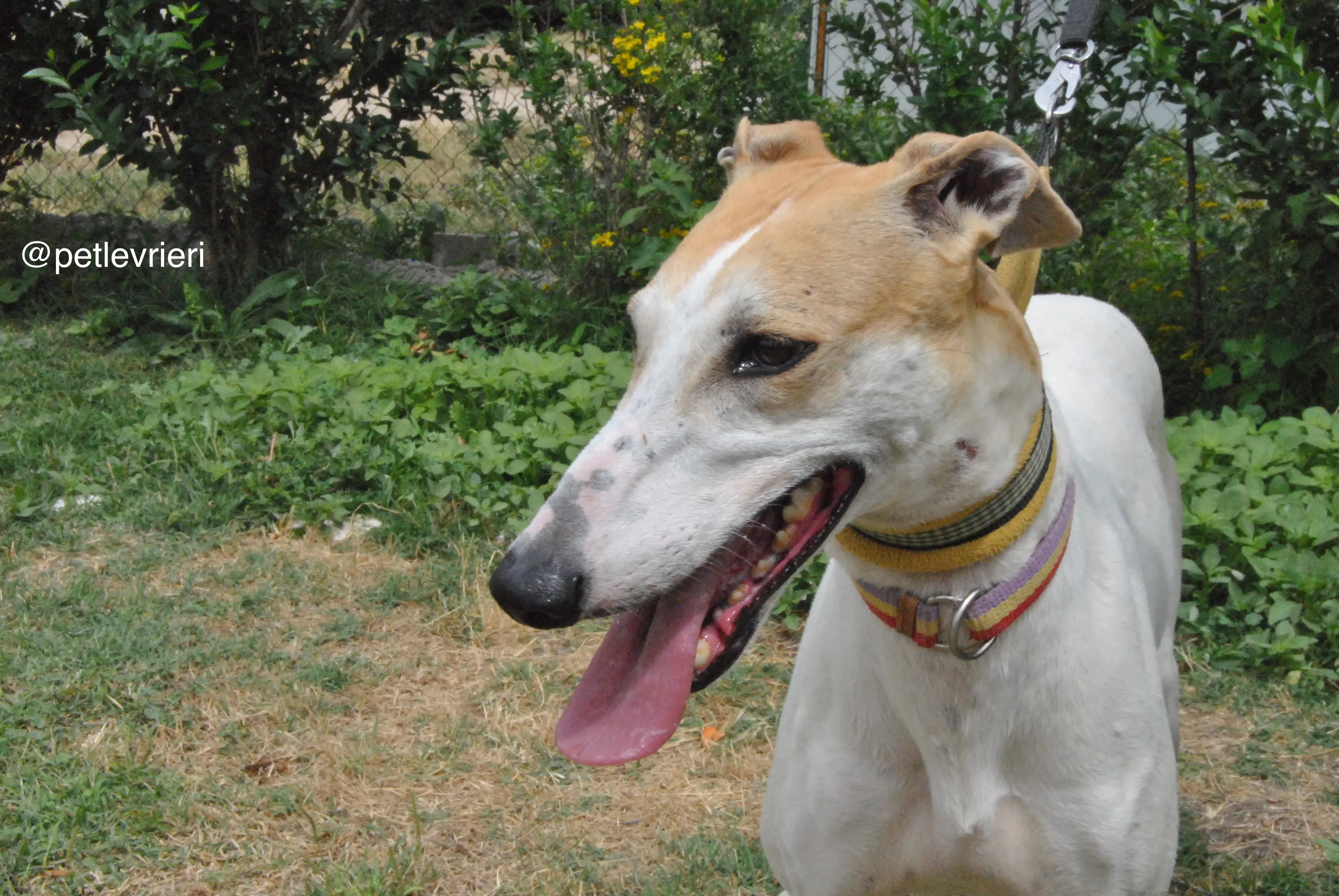 10 soda adozione levrieri galgo