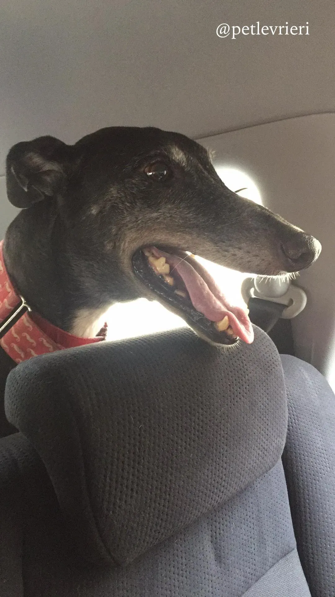 10 sparky adozione greyhound macao