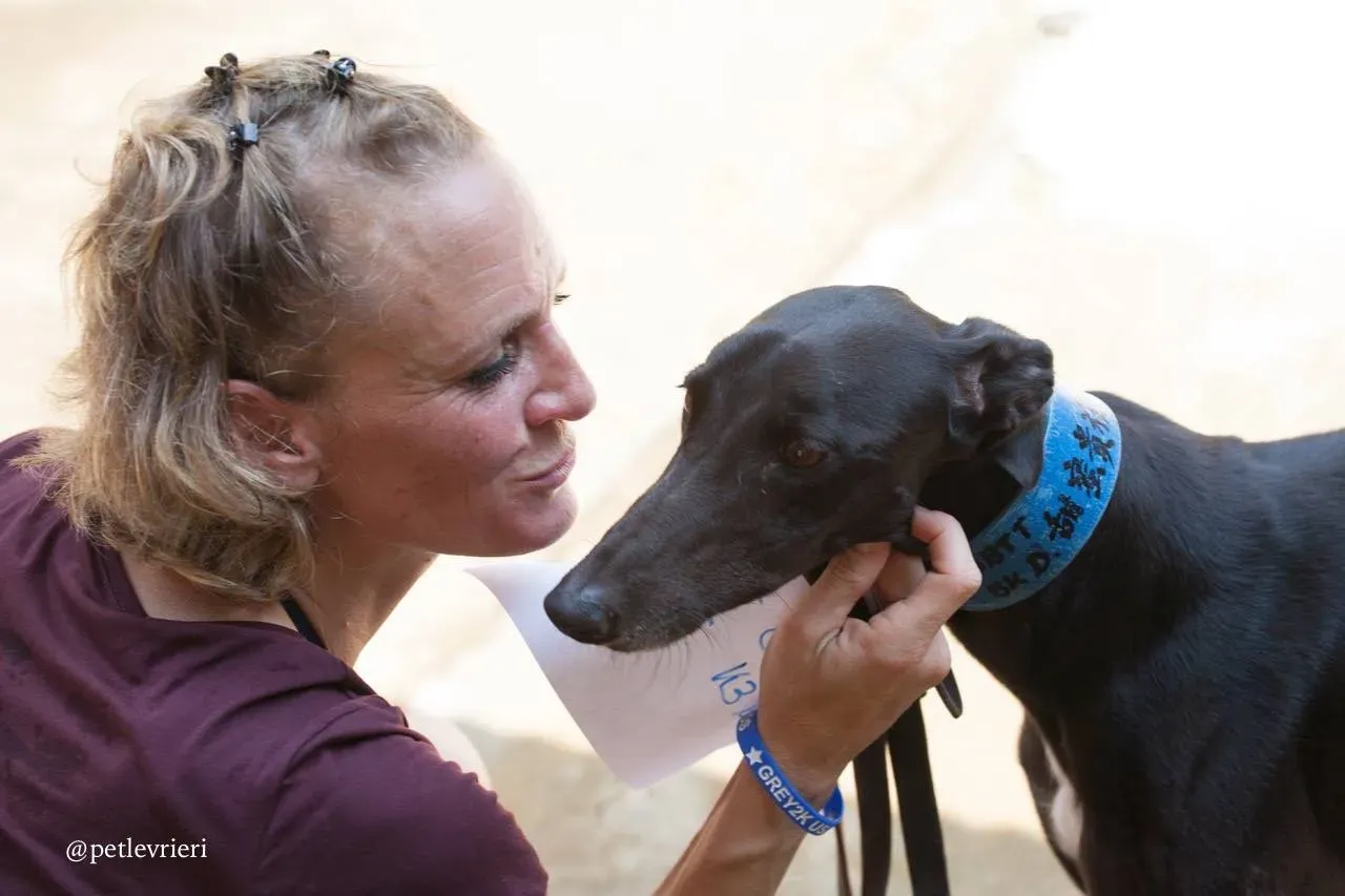 10 sweet choice adozione greyhound macao