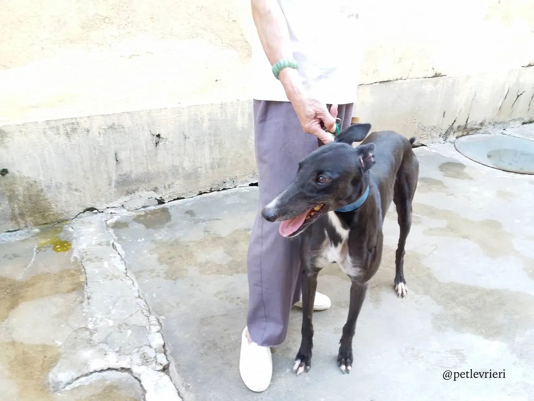 10 turramurra tom adozione greyhound macao