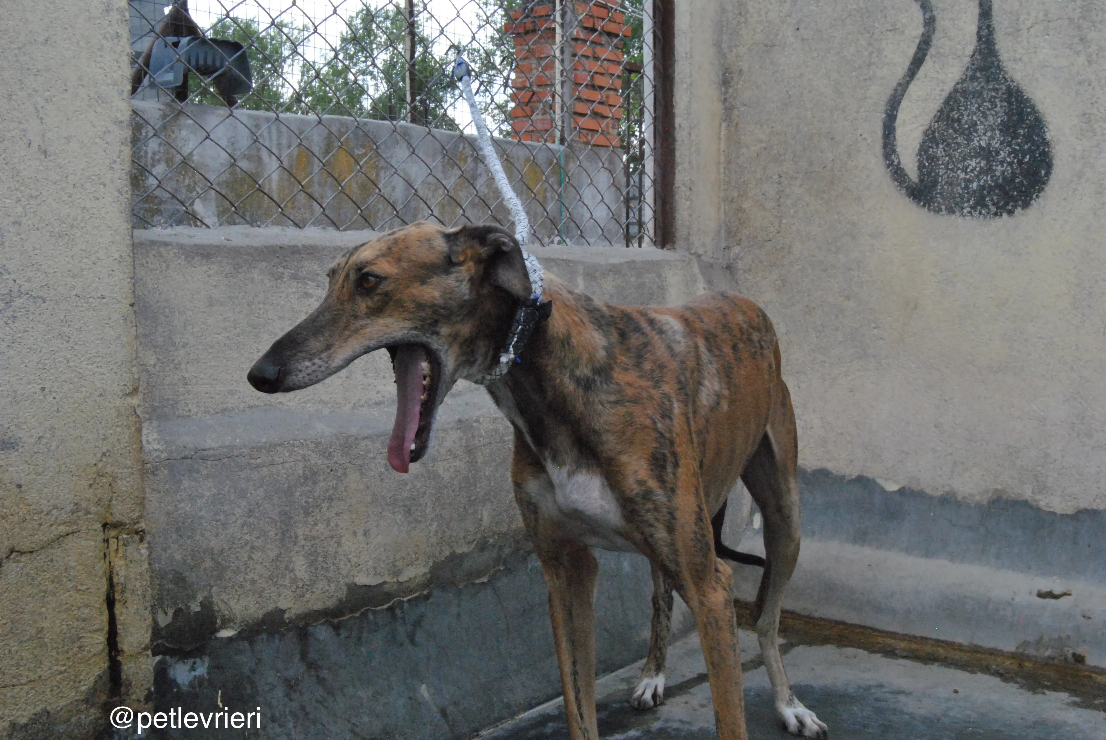 10 verdi adozione levrieri galgo