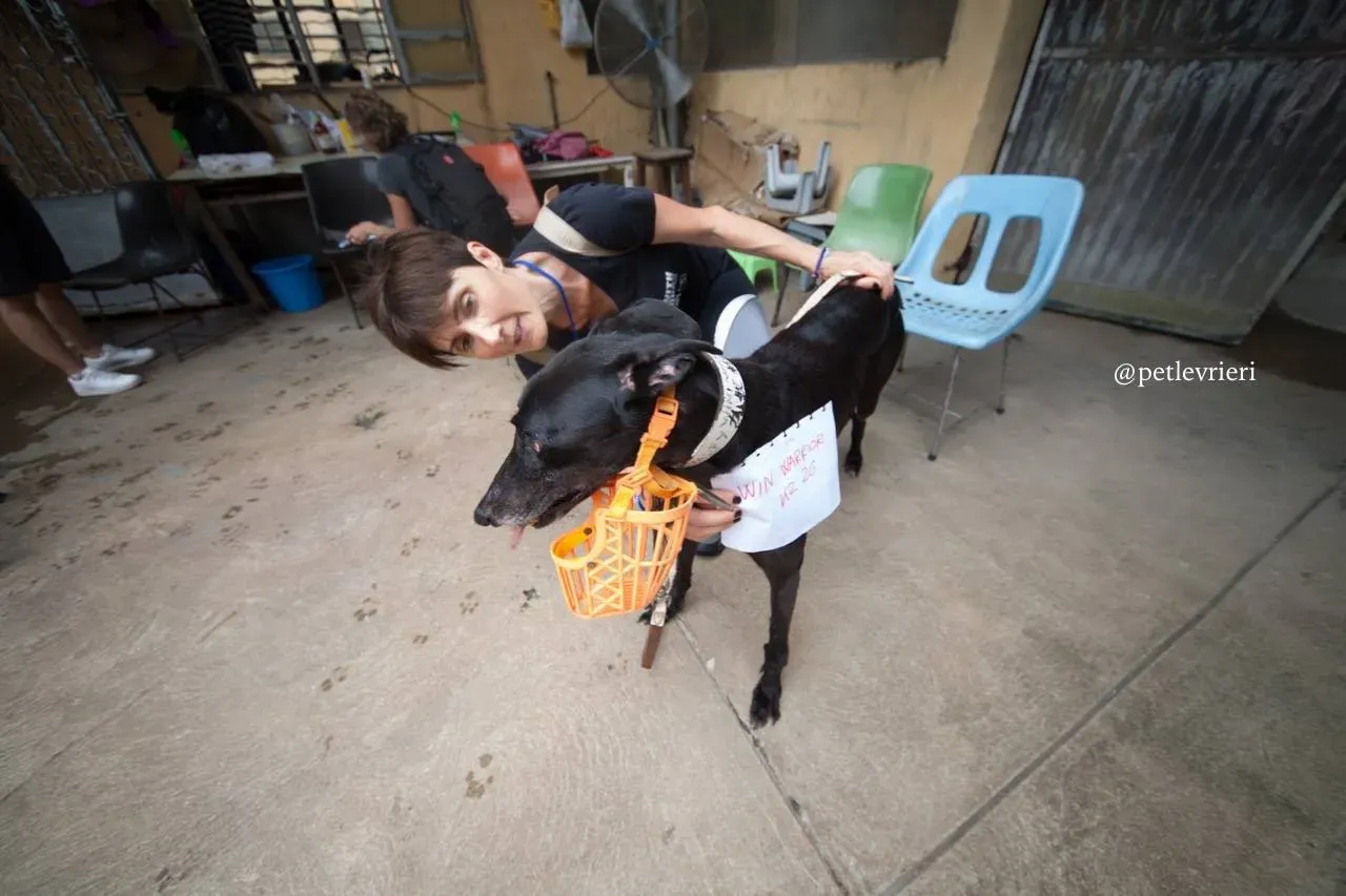 10 win warrior adozione greyhound macao