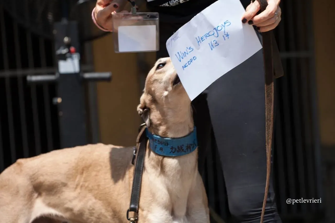 10 wins herojoys adozione greyhound macao