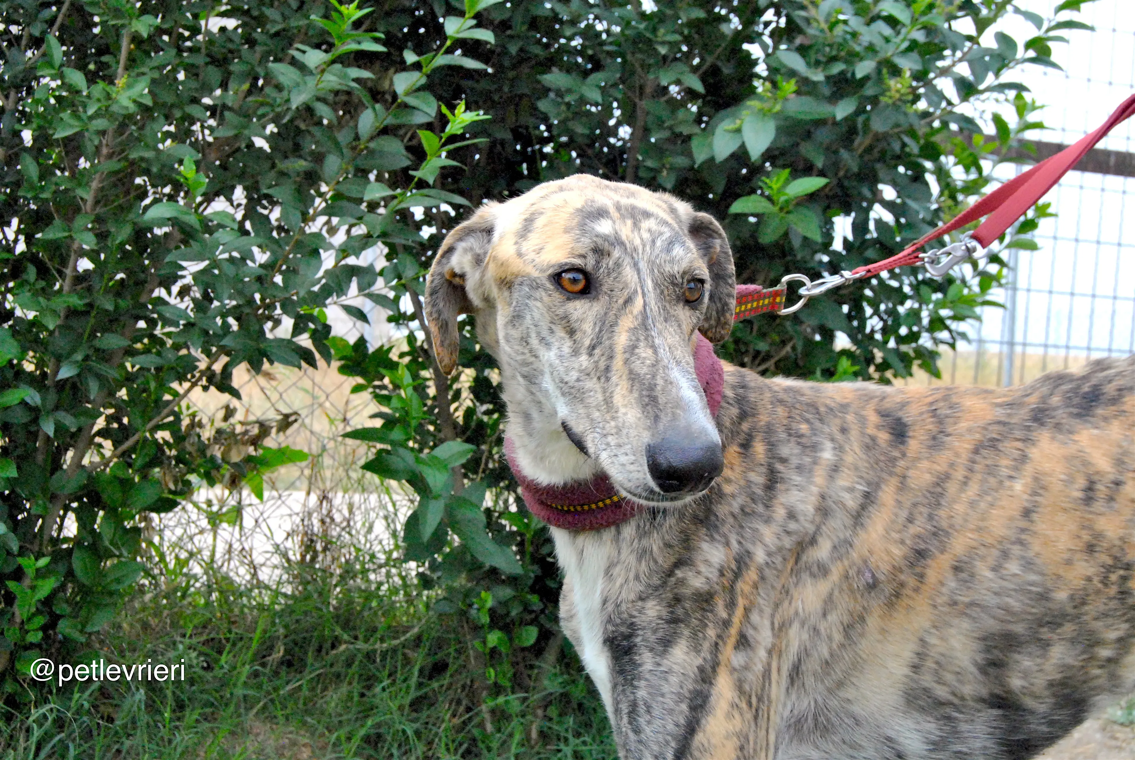 10 yasi adozione levrieri galgo