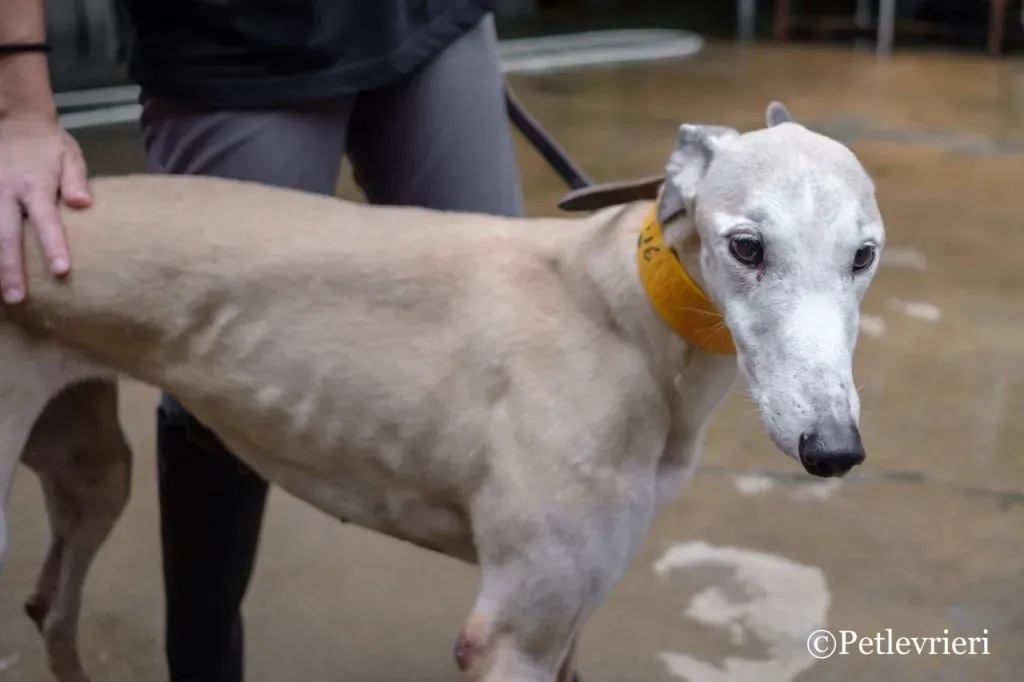 11 DSCF5551 1024x682