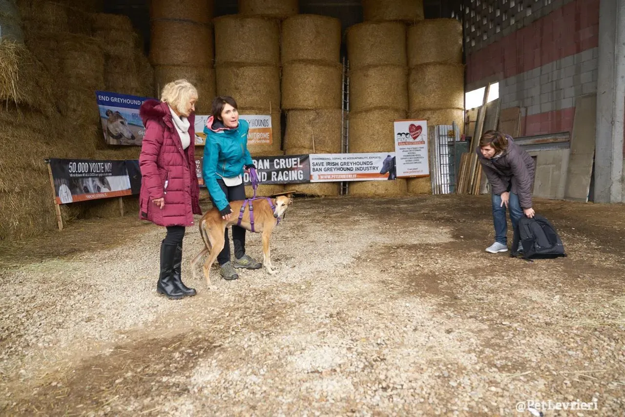 11 imperio galgo adozione pet levrieri onlus