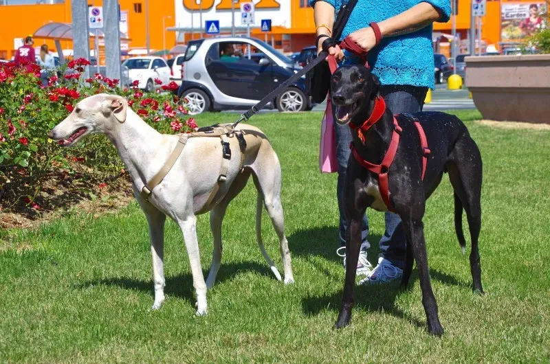 11000641 10202939889257526 2675269095117687373 o