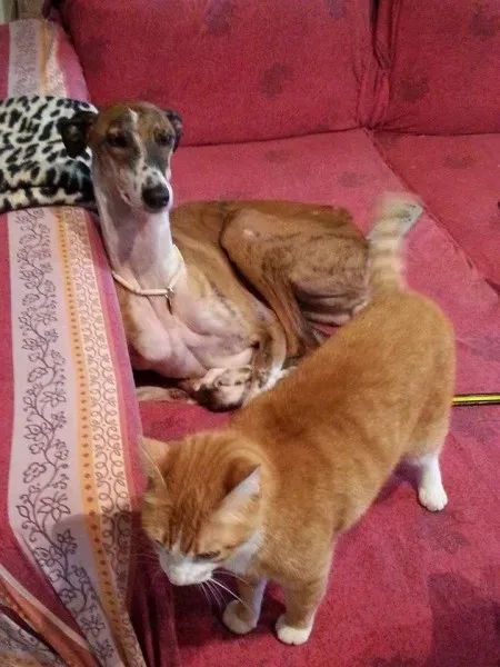 11001853 783759541707903 5926695596084405666 n