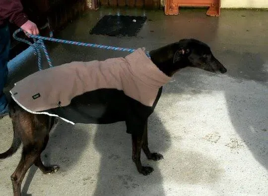 11003984 10204803750471414 1652567618 n