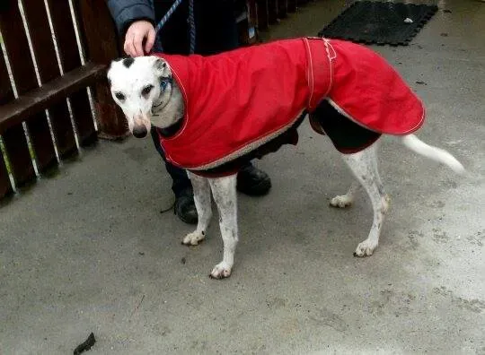 11003985 10204803849993902 1681380800 n